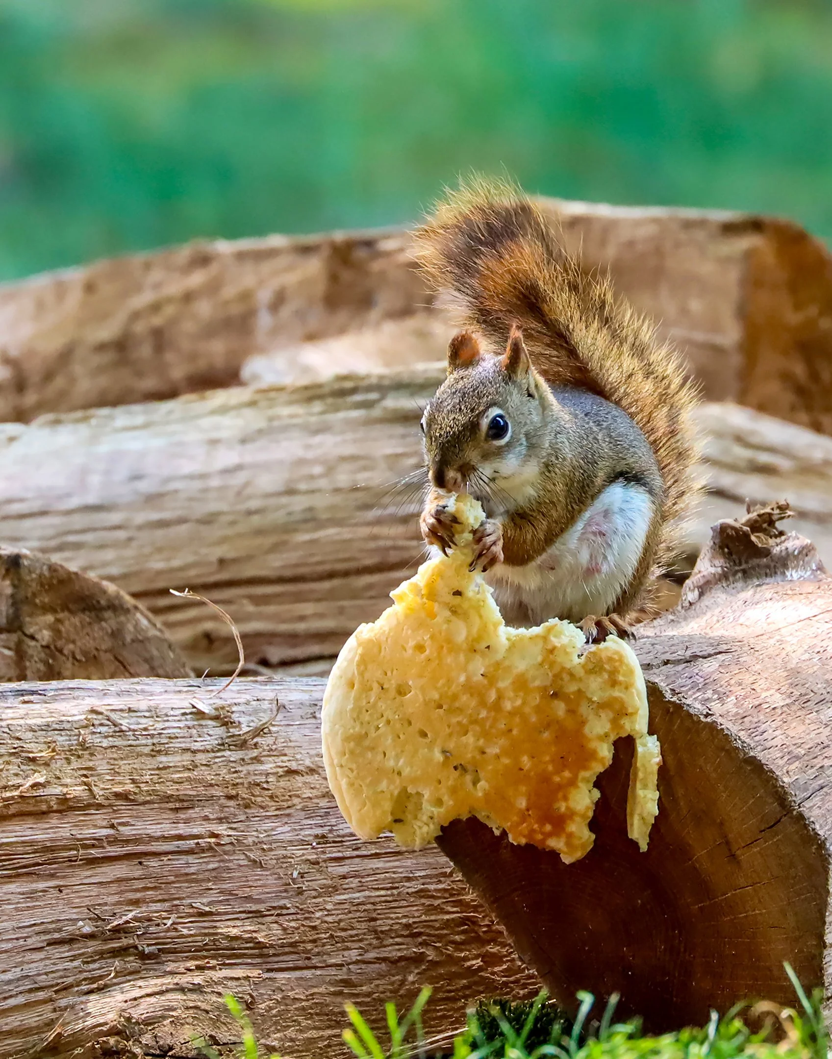O | Pancake Stealer | Della Landheer | Score: 20