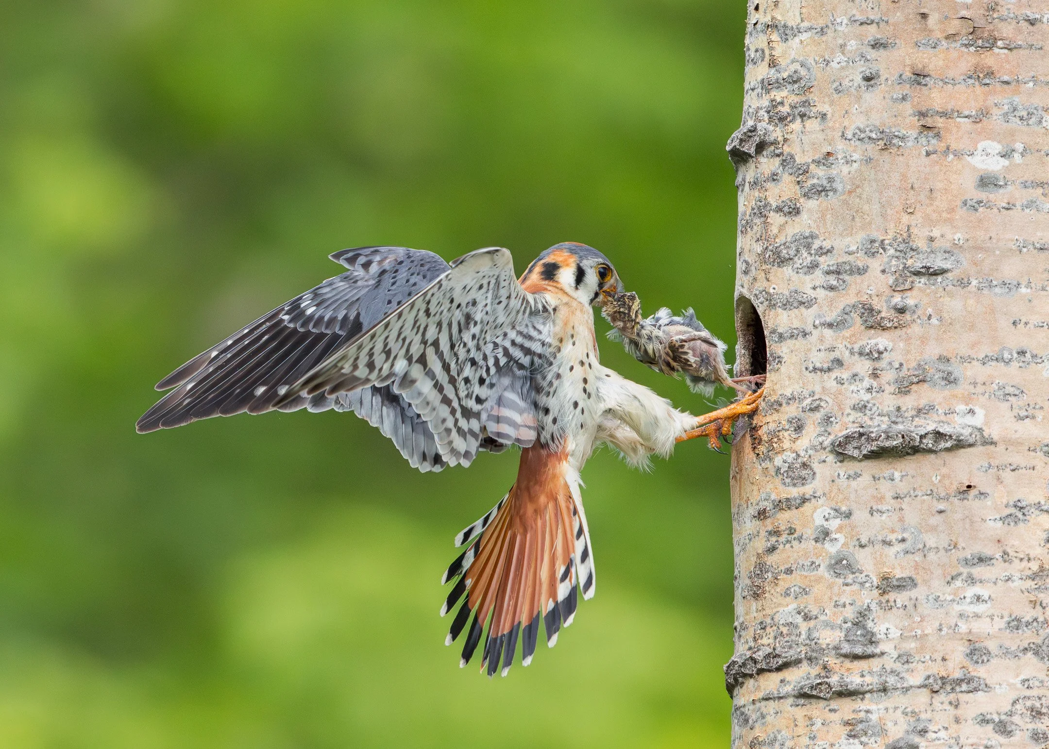 N | Bringing Home the Bacon | Jan Lewis | Score: 24