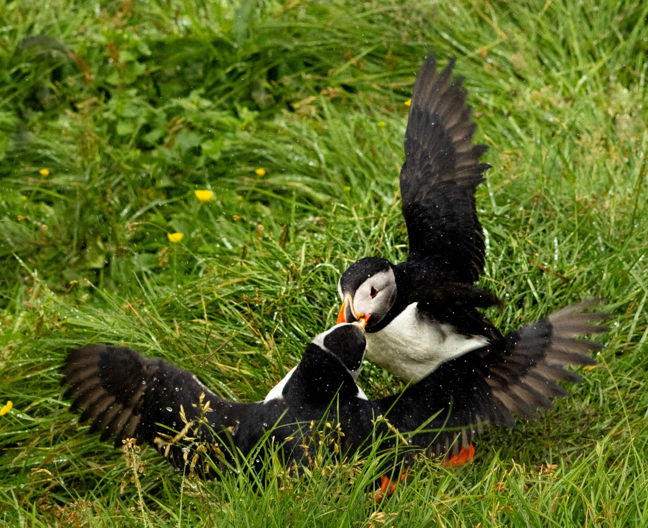 N | Puffins Fighting | Sandy Freed | Score: 21