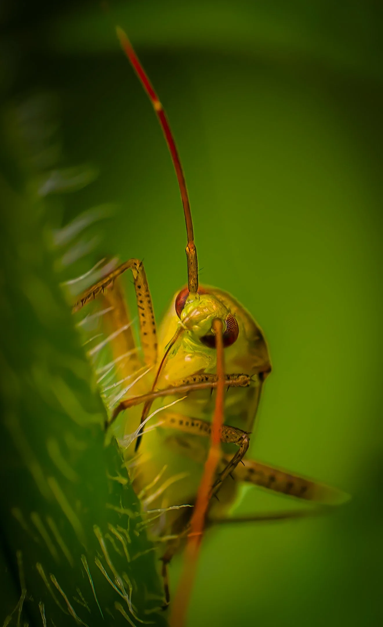 A | Common Plant Bug | Gary Kirfman | Score: 13