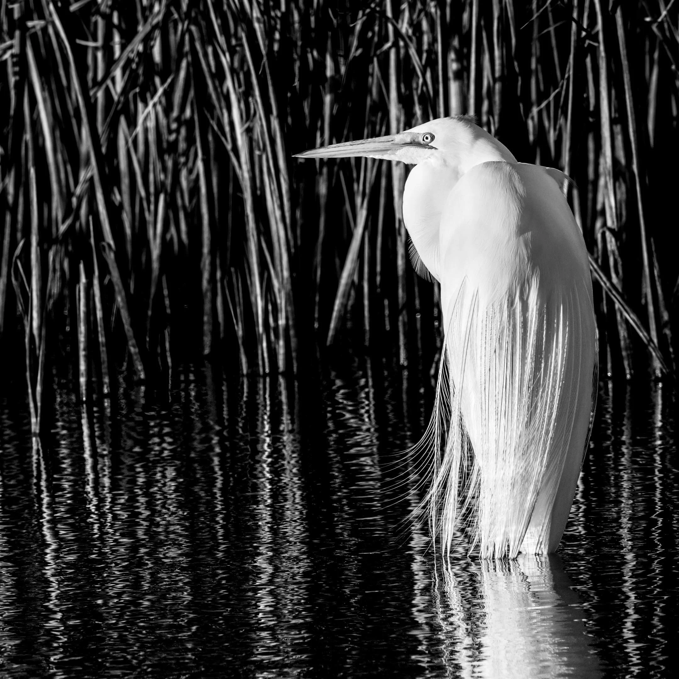 M | Egret in Morning Light | Mike Bergeon | Score: 21