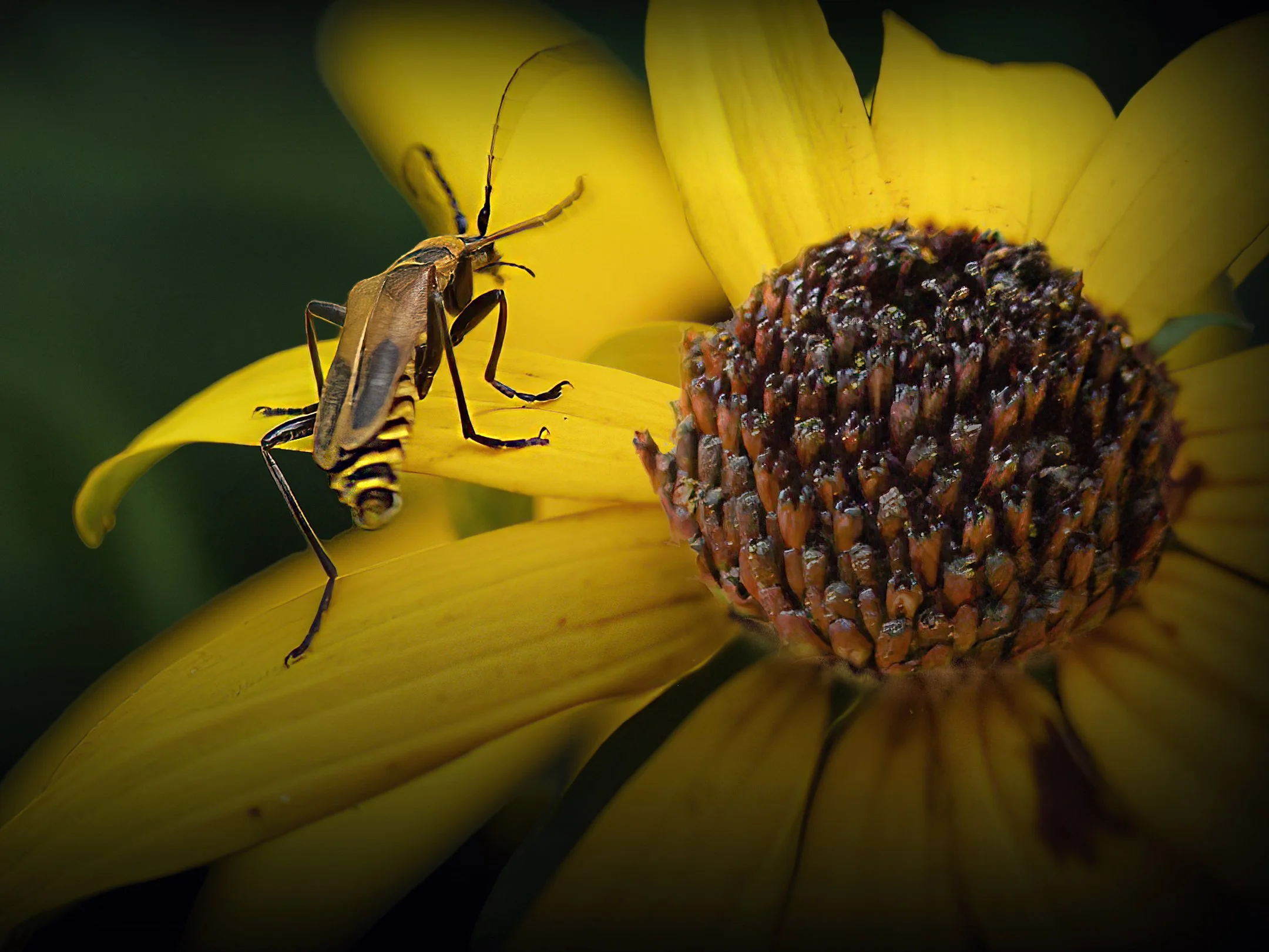 A | Insect And Flower | Randy Nyhof | Score: 18