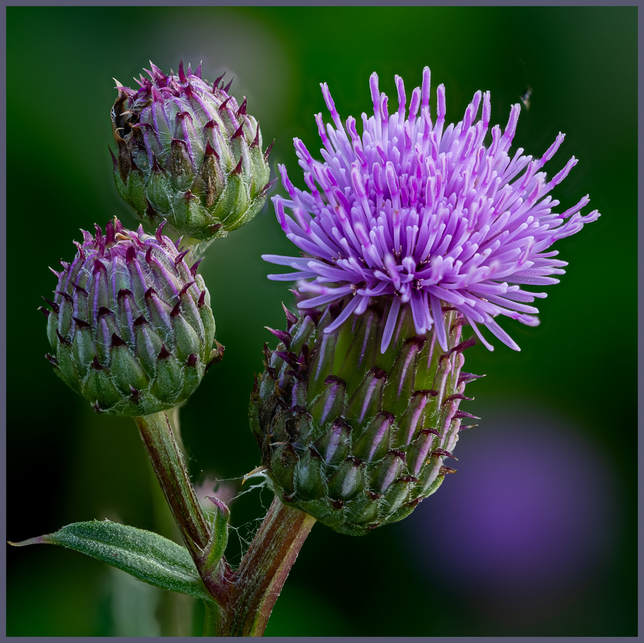 A | Creeping Thistle | Ron DeHaan | Score: 24