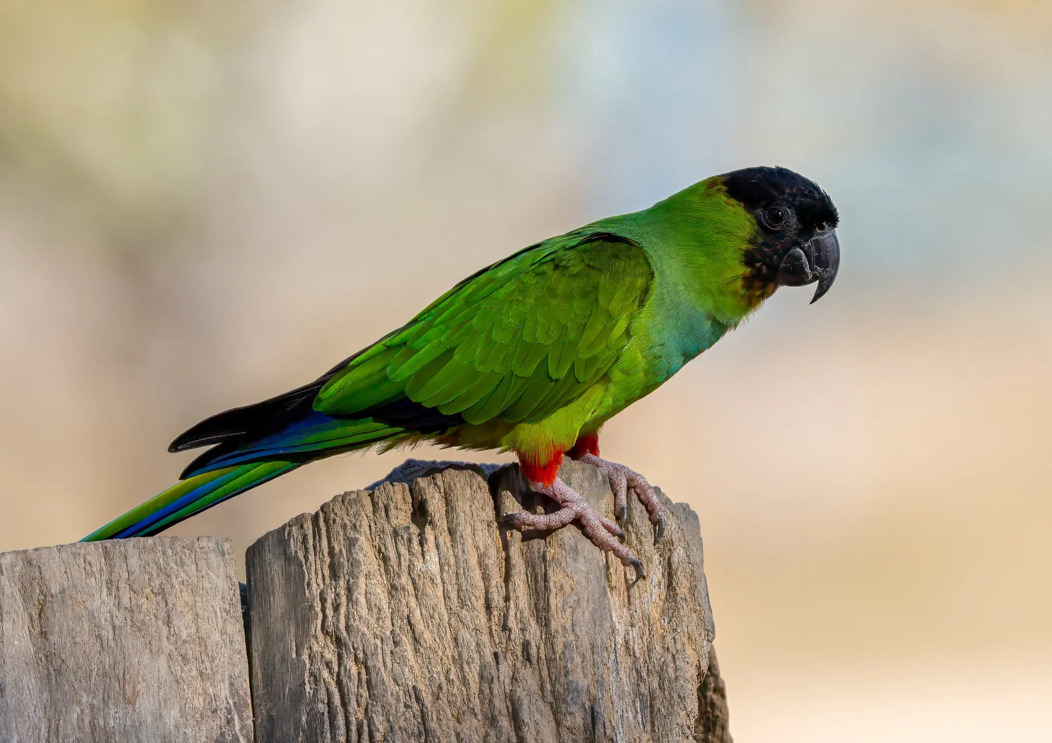 N | Nanday Parakeet | Jim Knapp | Score: 20