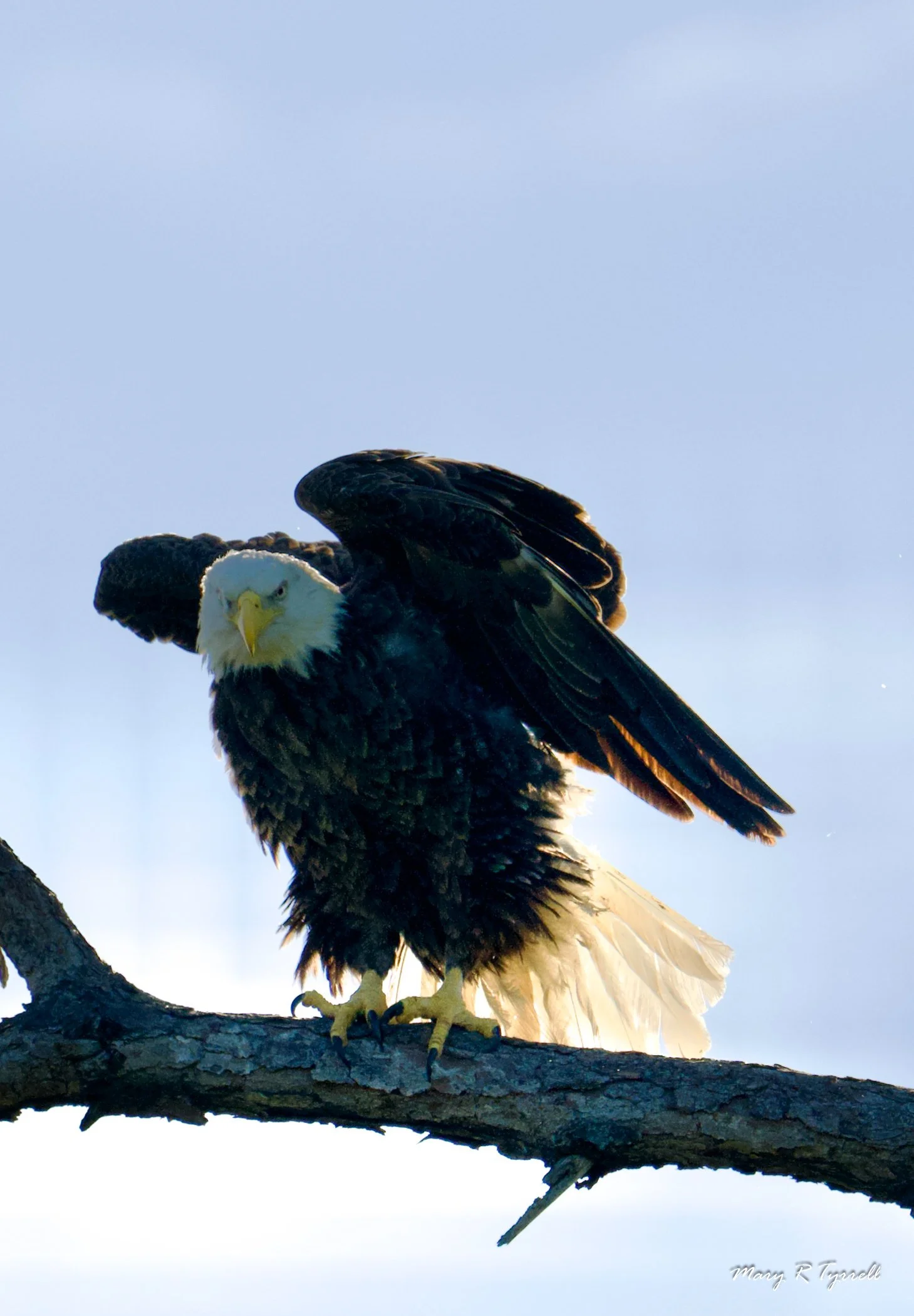 A | Eagle in Morning Light | Mary Tyrrell | Score: 14