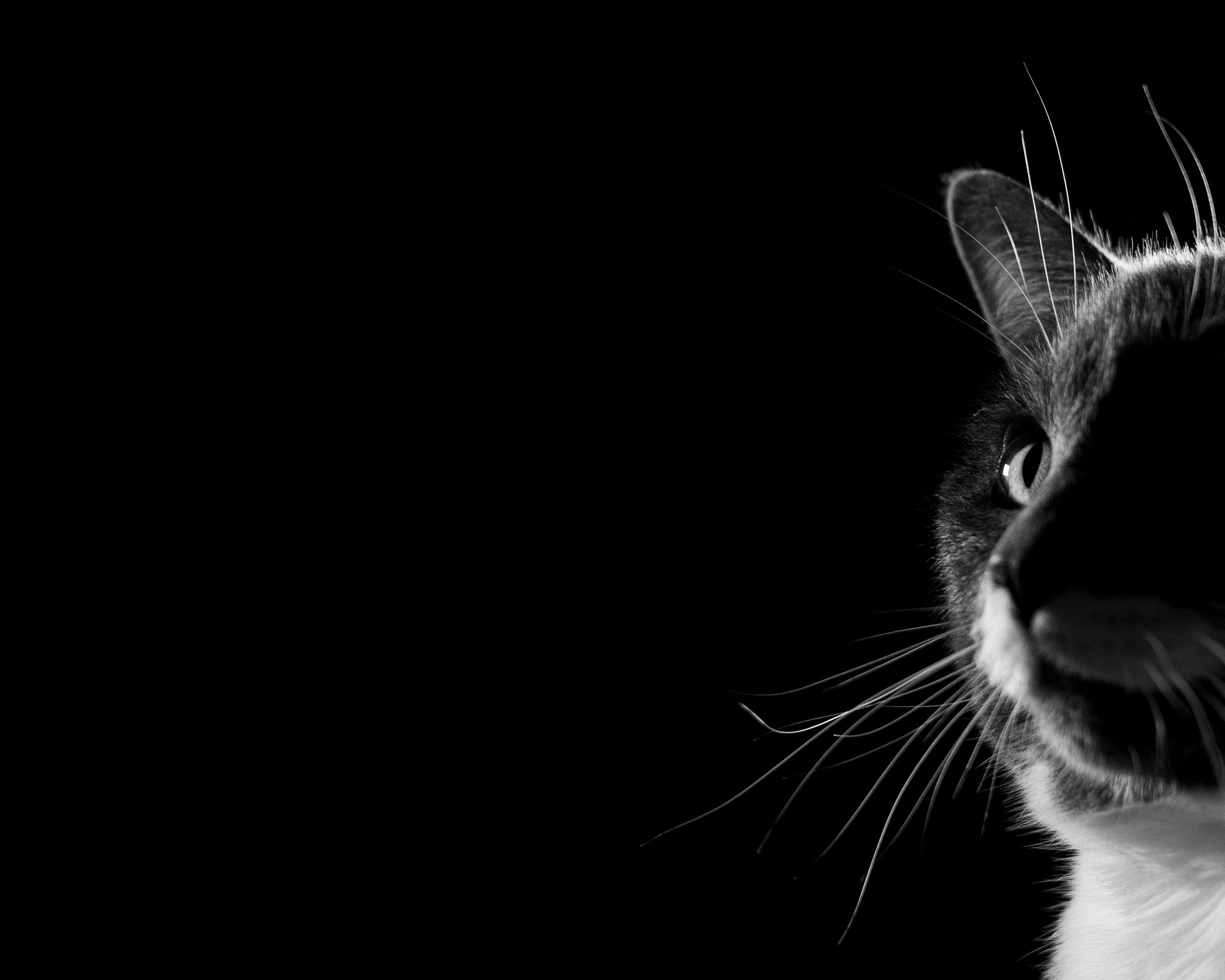 A | Whiskers | Rebecca Humes | Score: 17