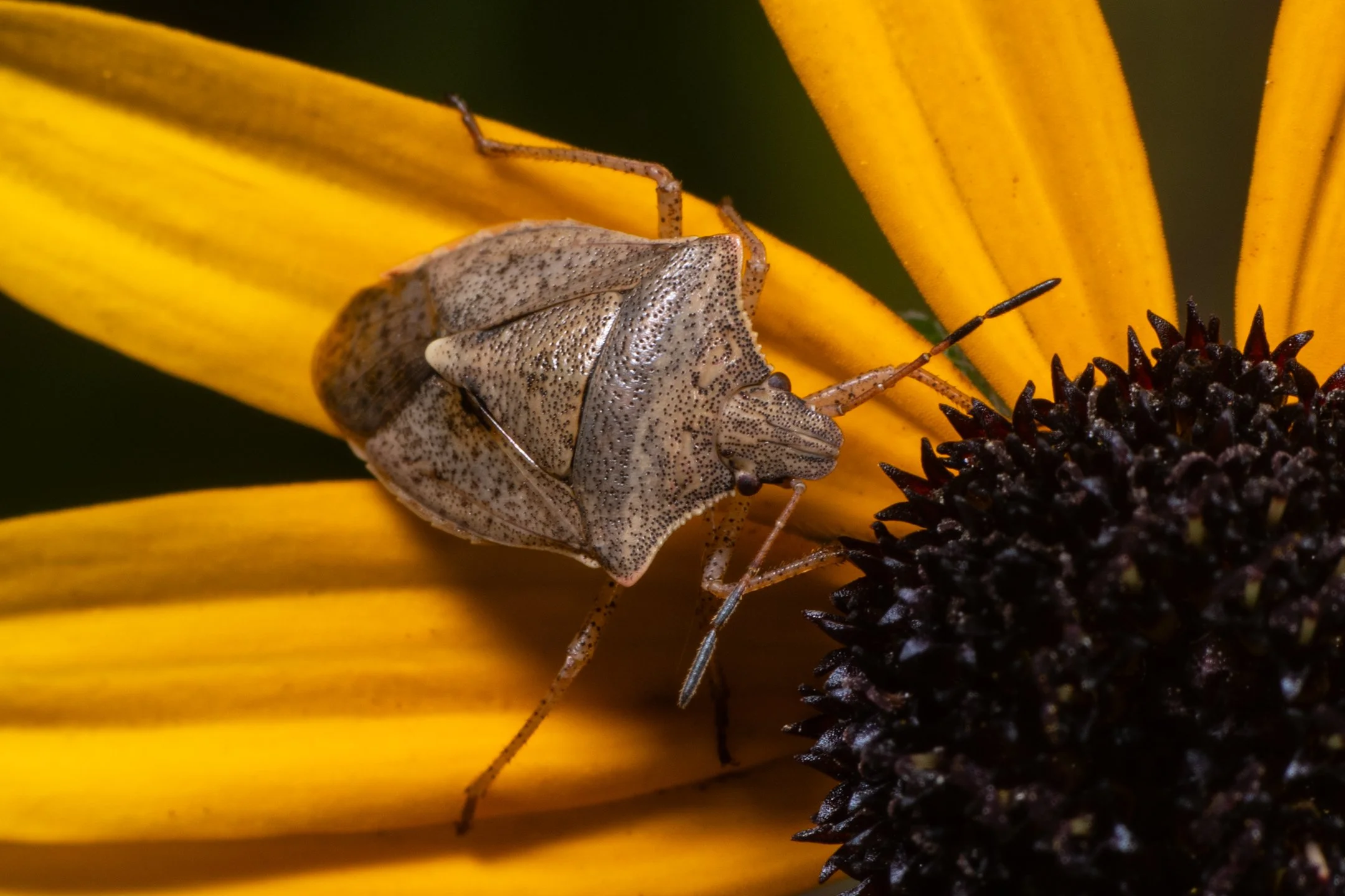 A | Stink Bug On Daisy | Marty Keirnan | Score: 19