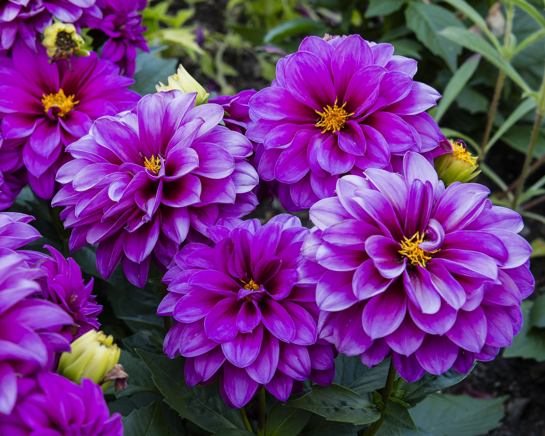 A | Happy Dahlias | Jack Eichner | Score: 17