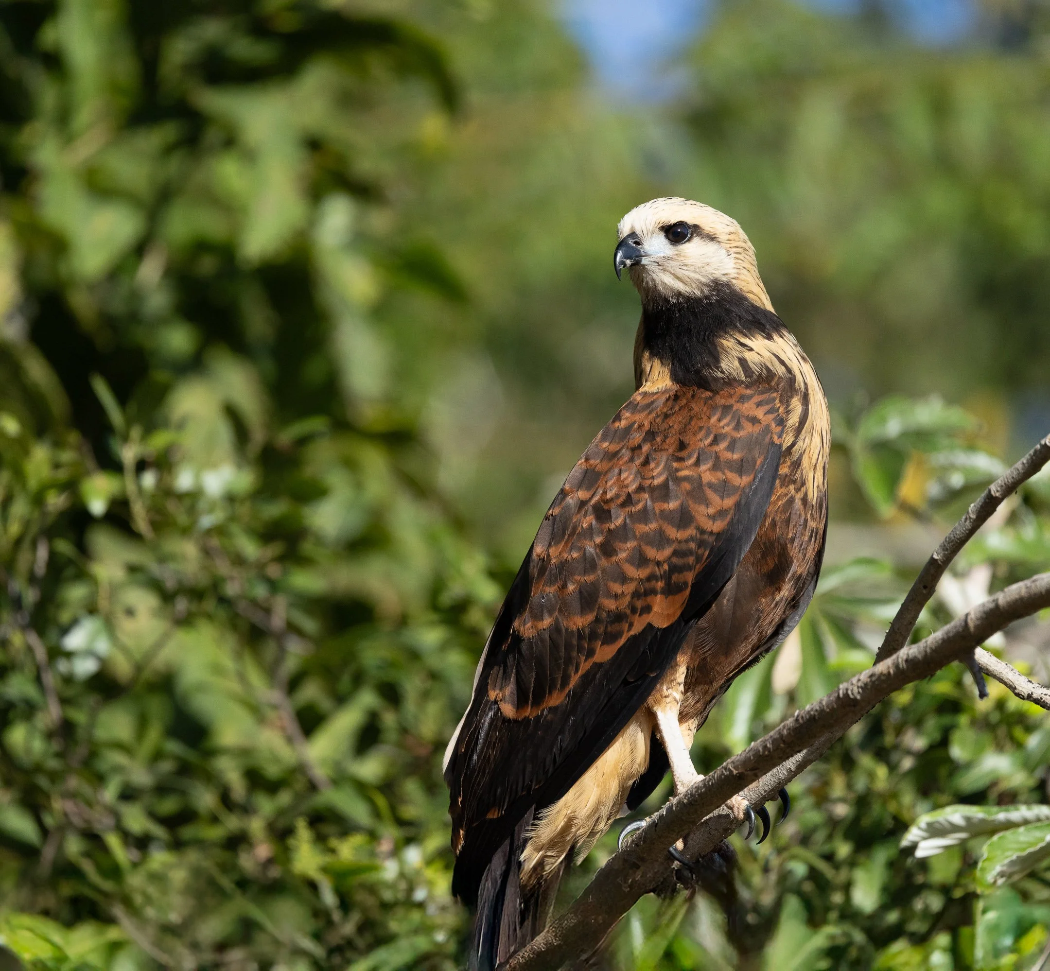 N | Brazilian Raptor | Jim Knapp | Score: 18