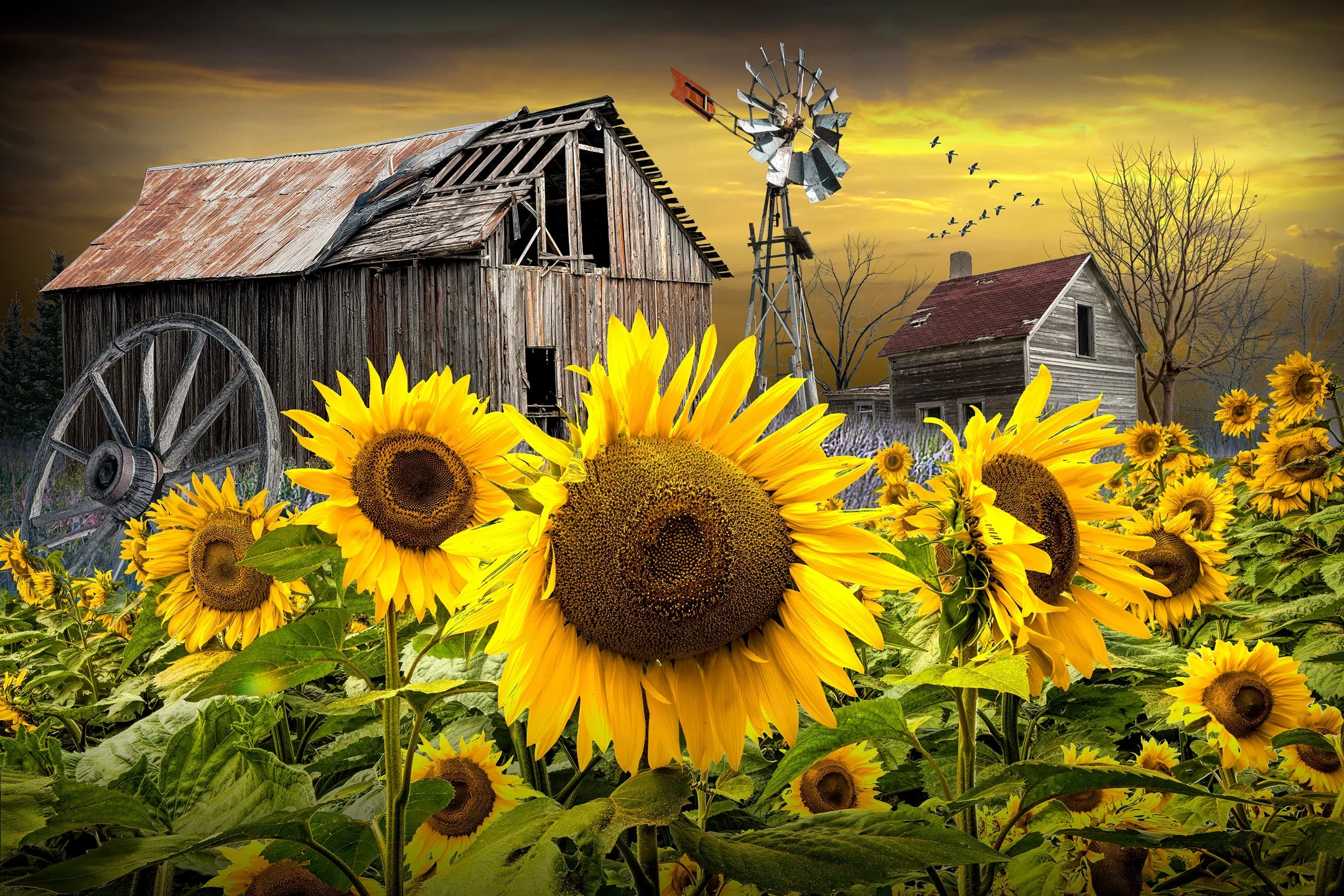 A | Sunflower Field | Randy Nyhof | Score: 14