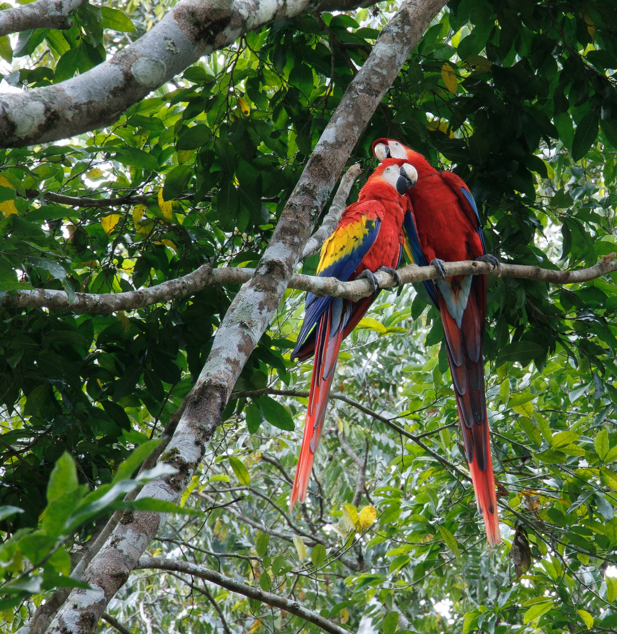 N | Macaws Being Affectionate | Jim Knapp | Score: 16