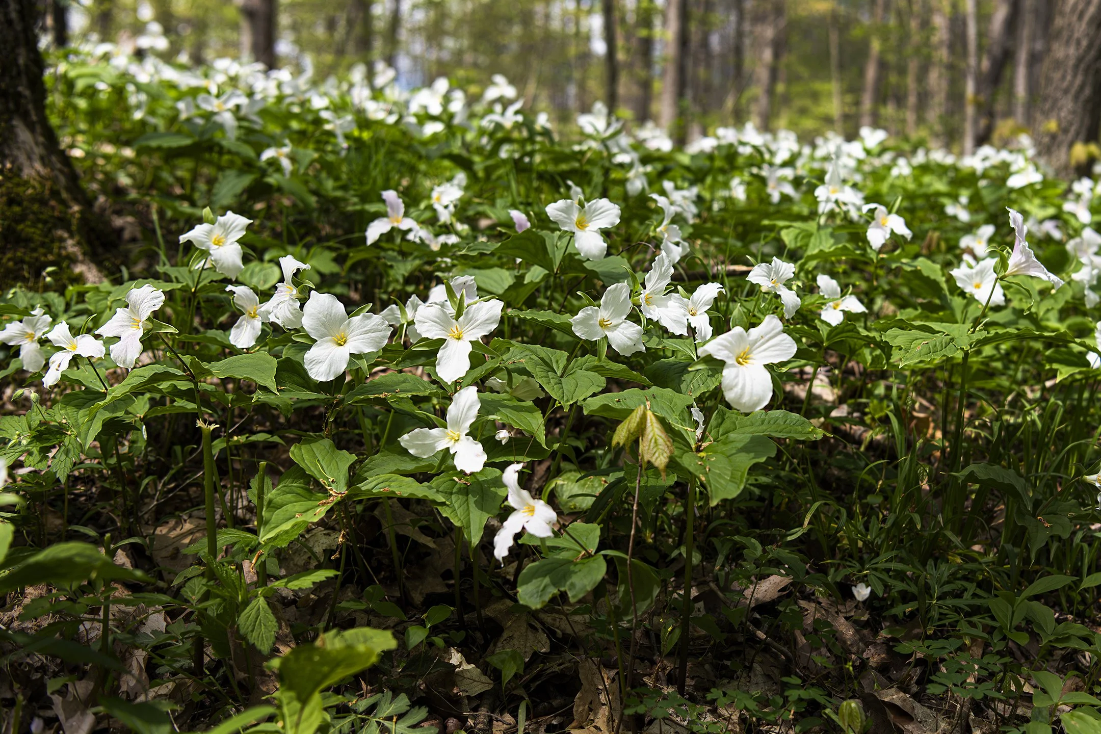 N | Trillium In Bloom | Jack Eichner | Score: 18