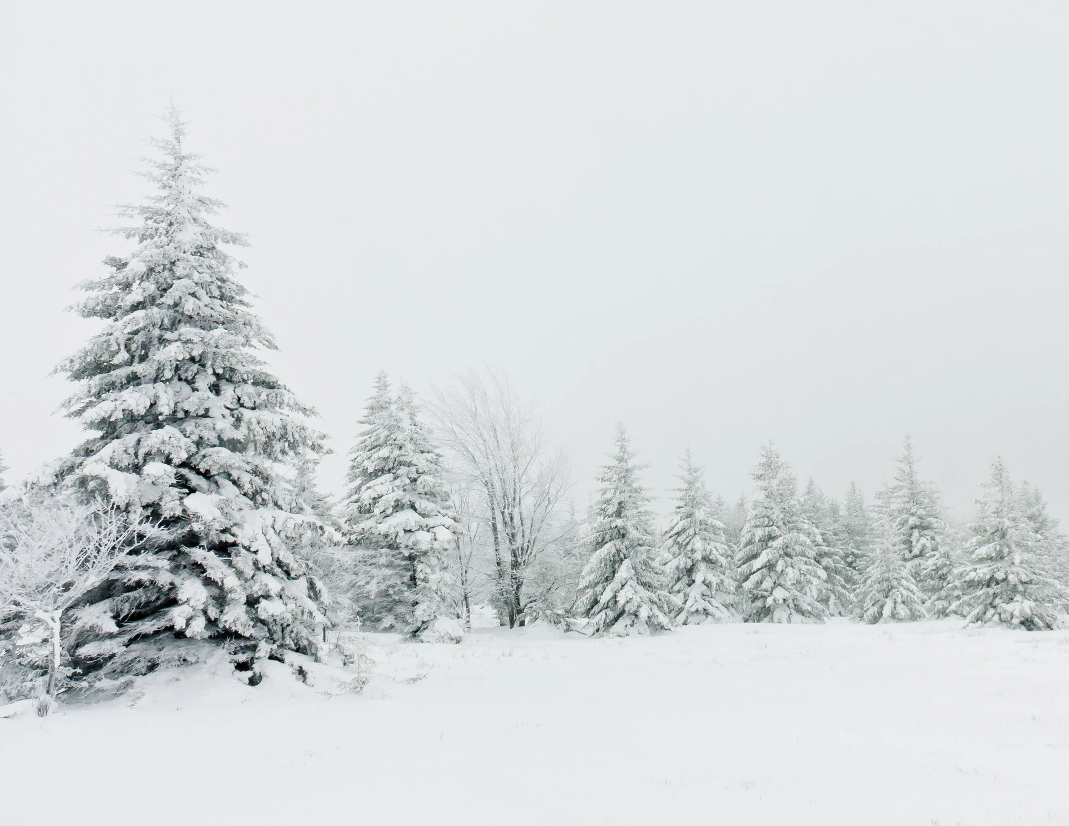 A | Winter Wonderland | Ruth Thornton | Score: 24