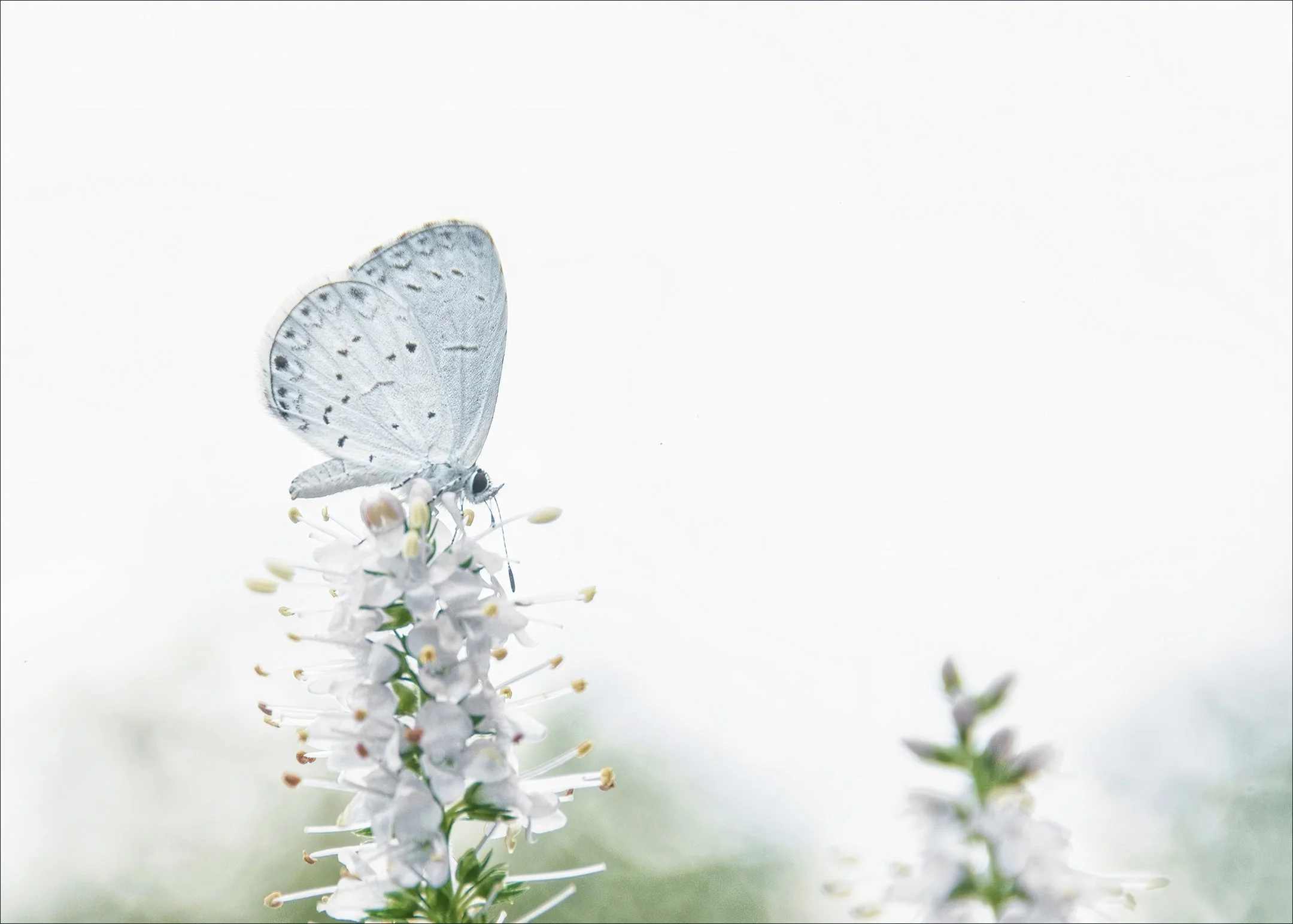 A | Spring Azure | Diane Charvat | Score: 19