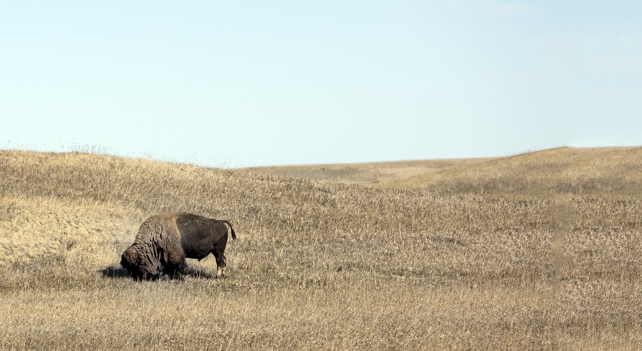A | Lonely Bison | Roger Fry | Score: 18