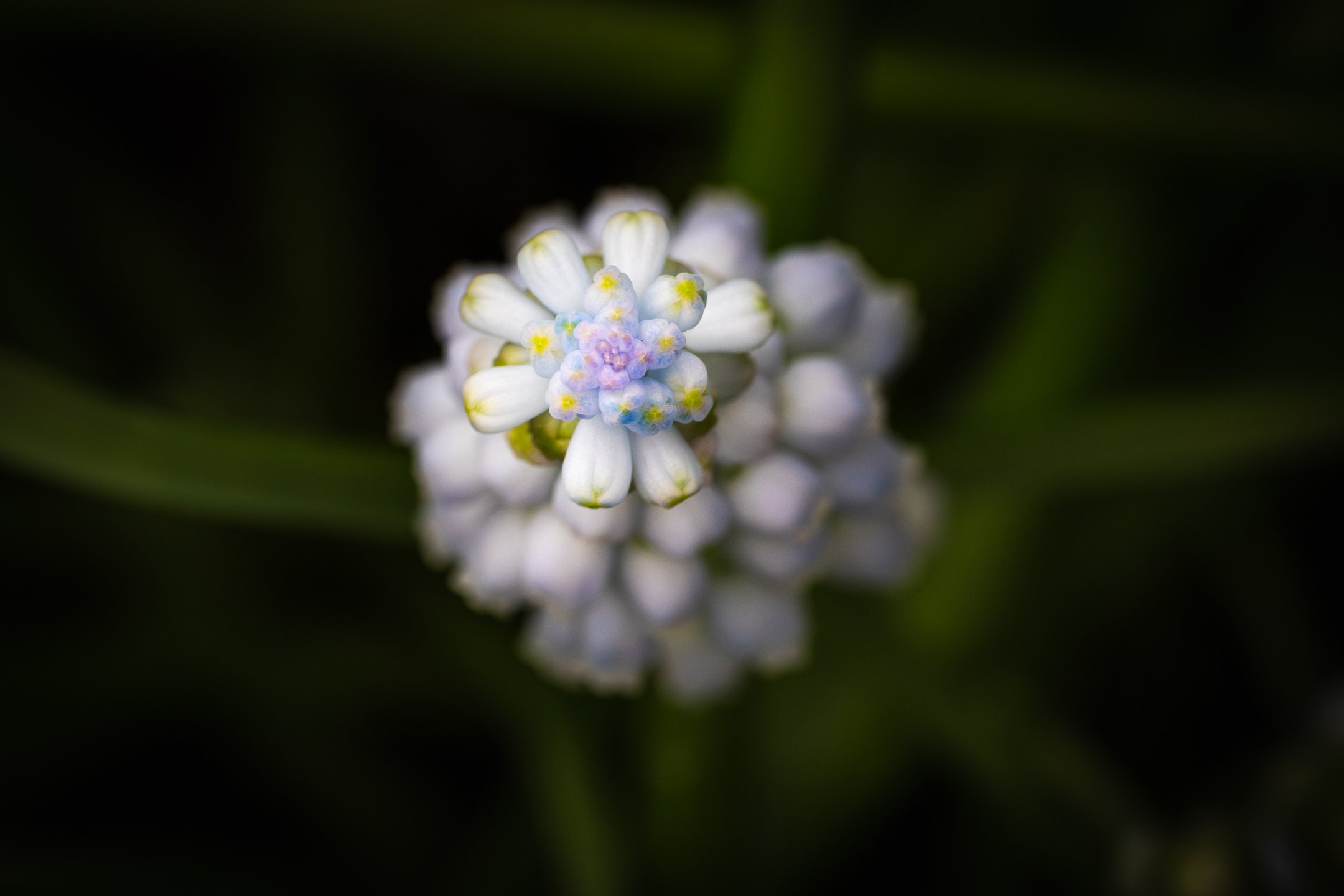 A | Grape Hyacinth | Norbert Kugele | Score: 18