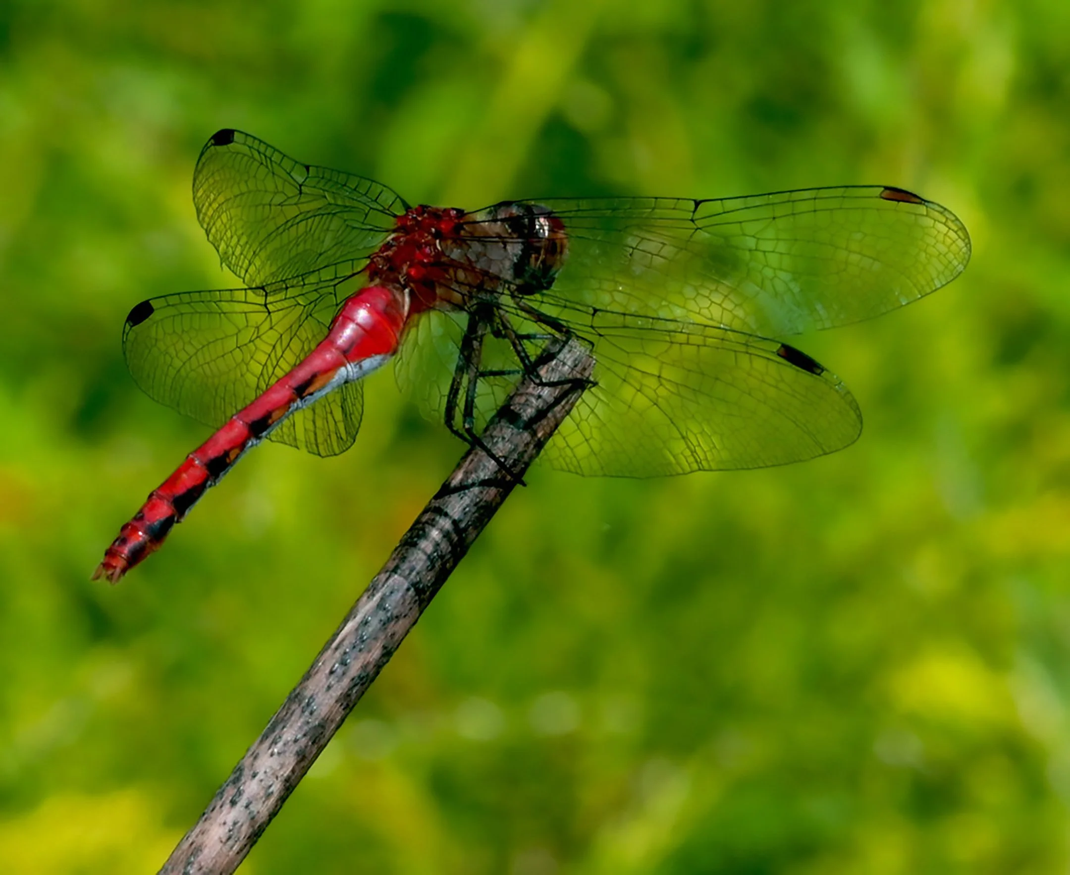 N | Male Meadowhawk | Nancy Patterson | Score: 19