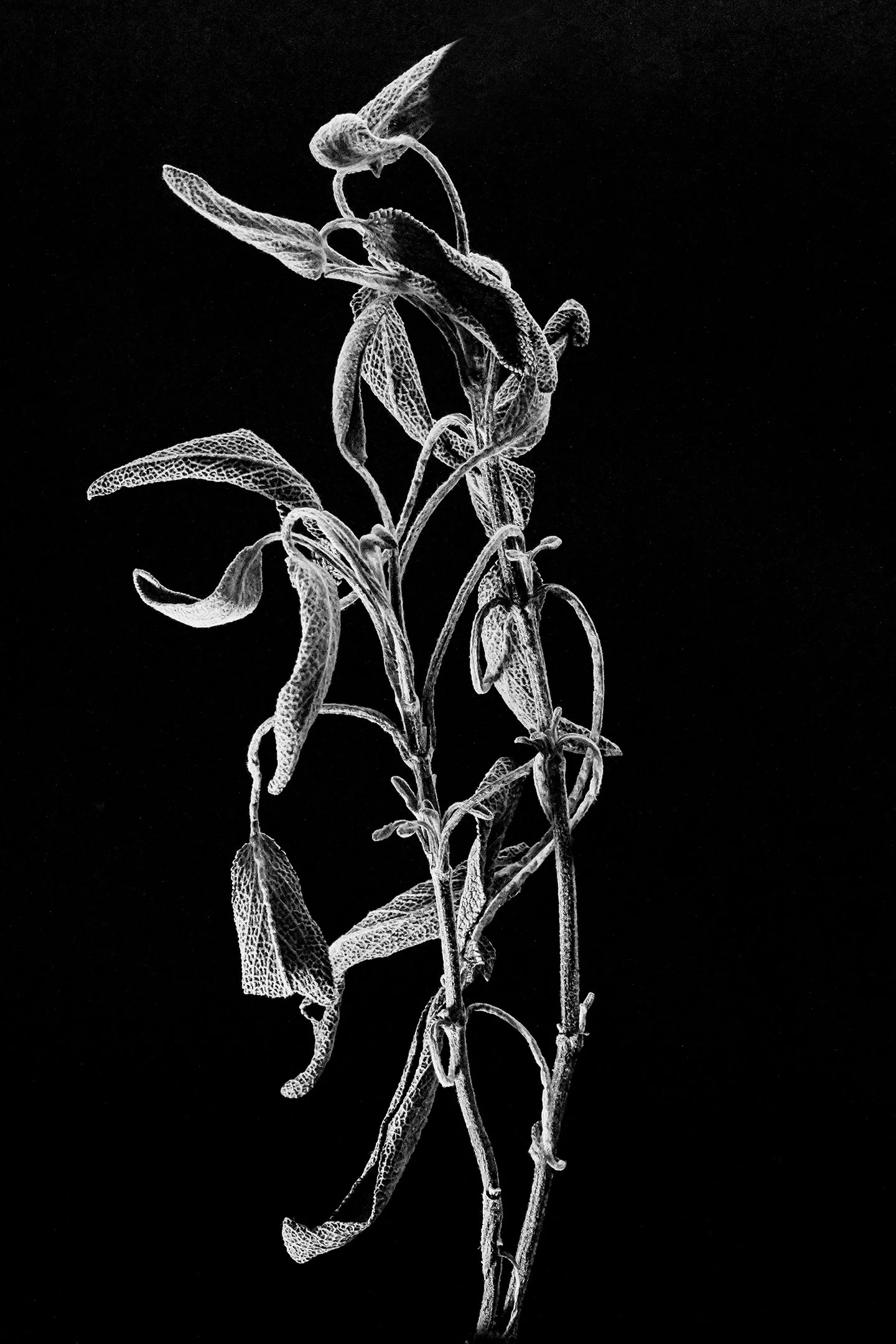 M | Wintered Sage | Nancy Patterson | Score: 20