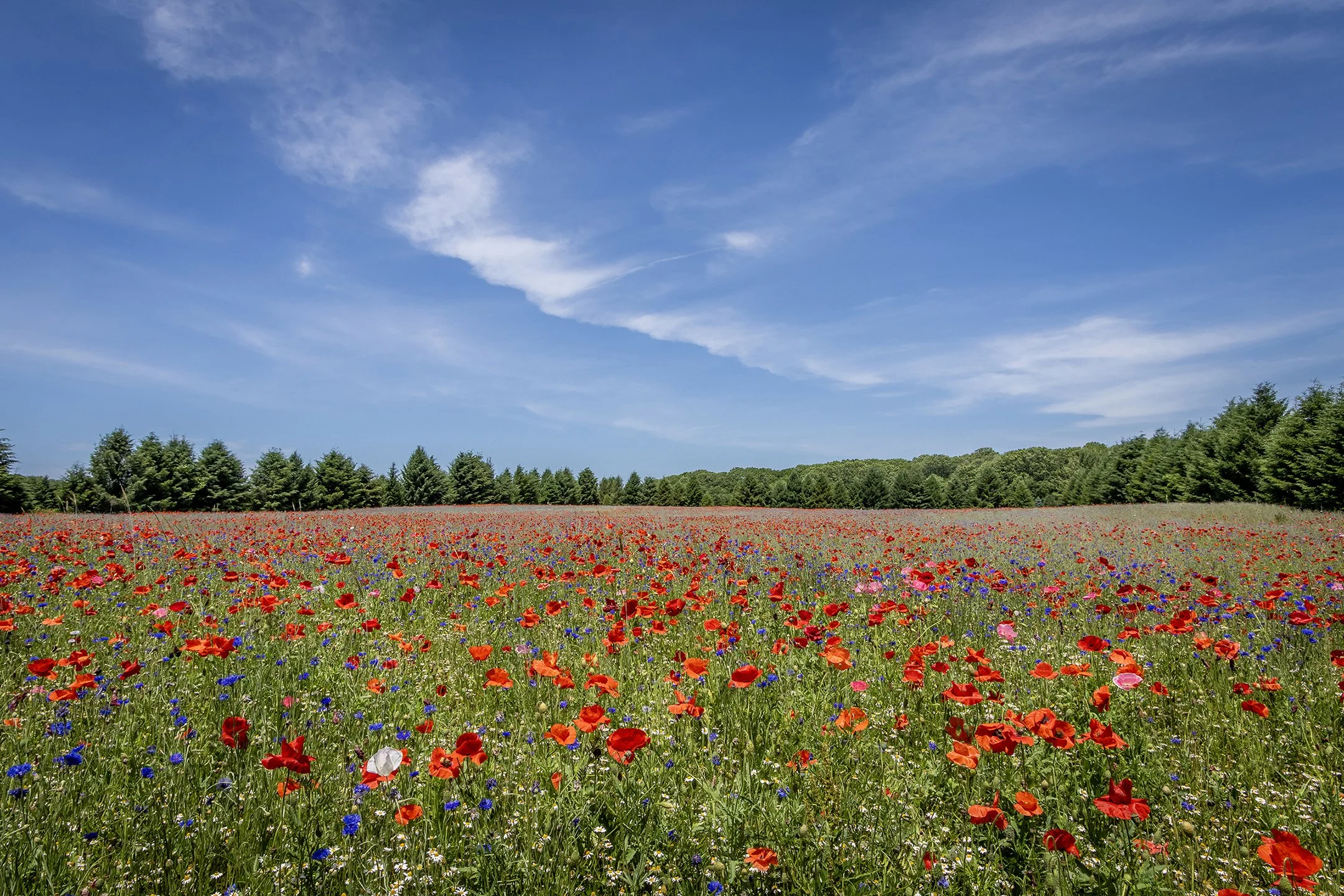 S | Poppies For Acres | Shealyn McGee-Sarns | Score: 19