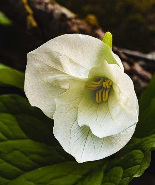 A | Budding Trillium | Dave Mitchell | Score: 17