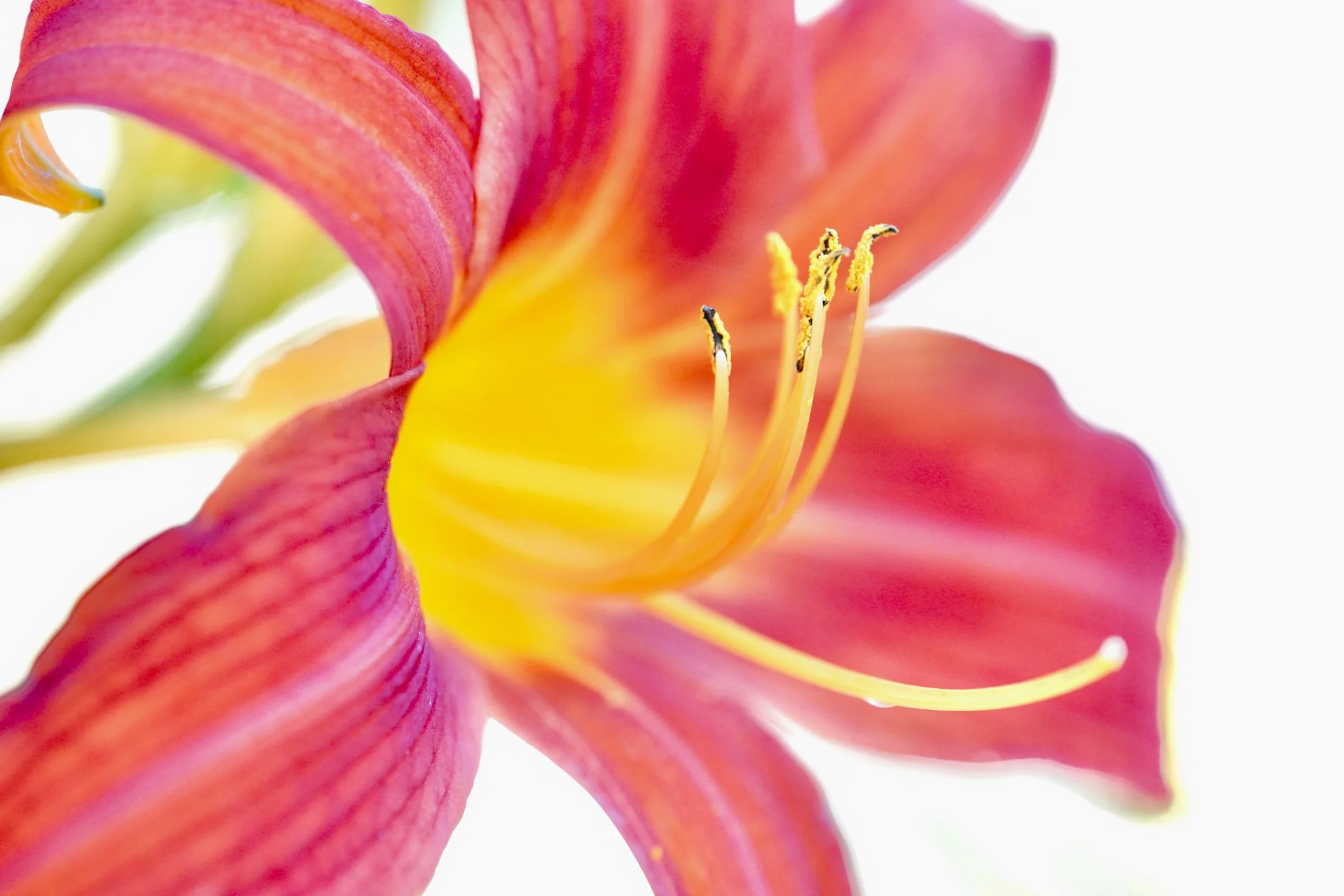 C | Day Dream Lily | Lori Ryskamp | Score: 15