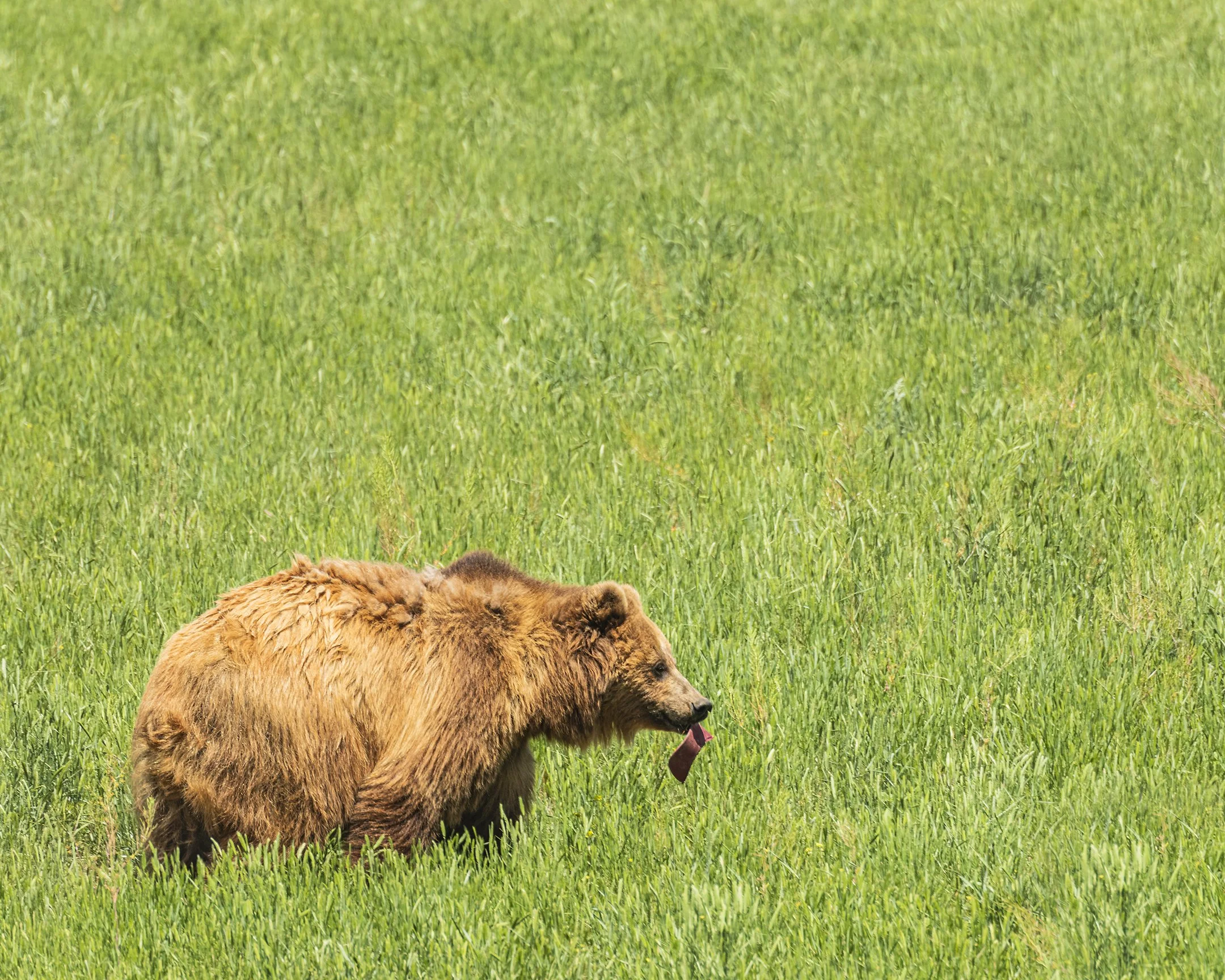 A | Bear with Trophy | Jack Eichner | Score: 17