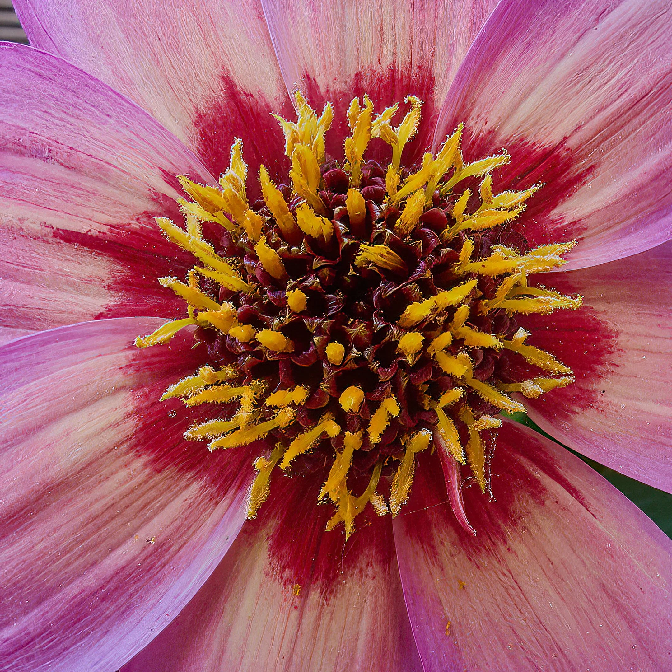 A | Floral Core | James Zeman | Score: 17