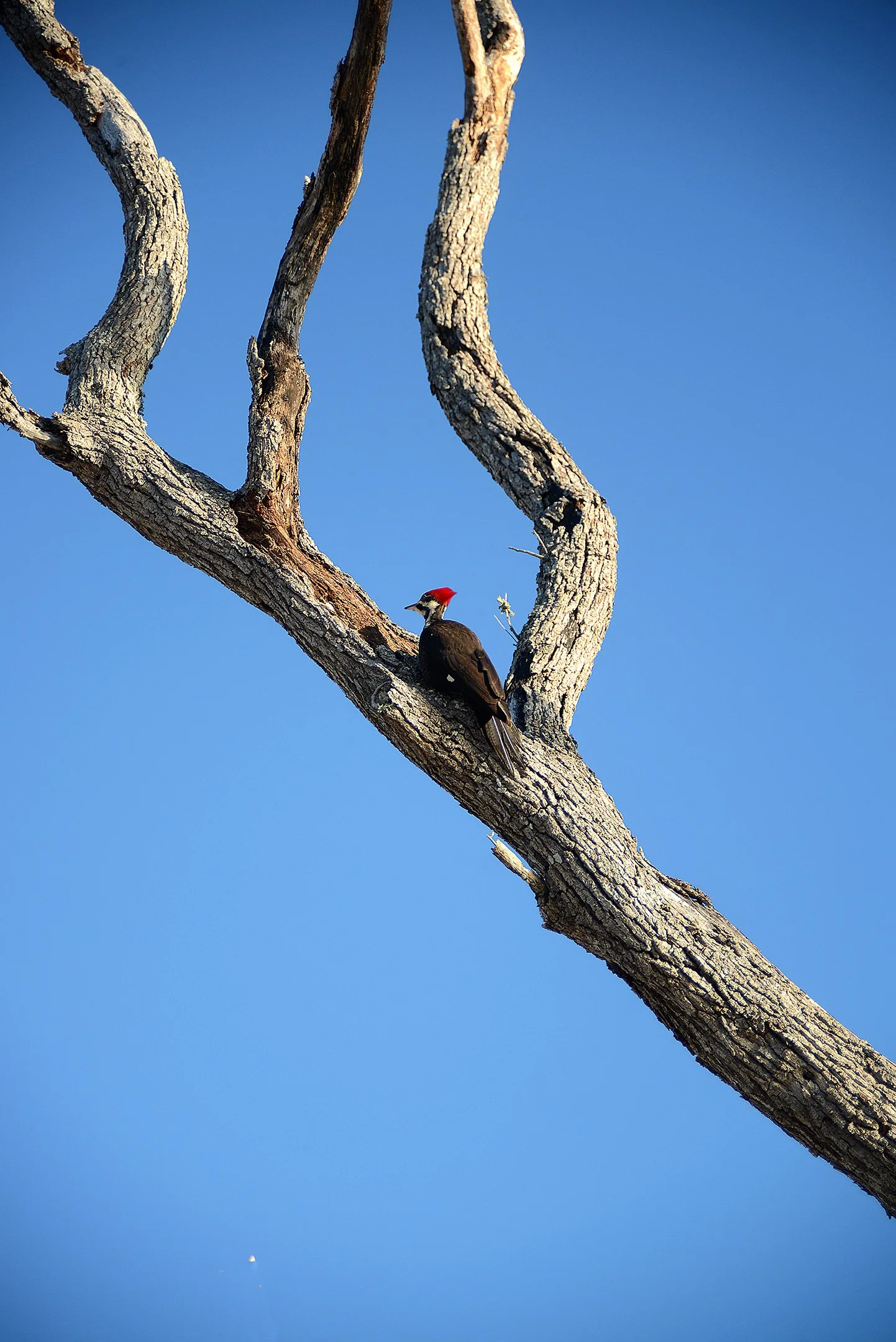A | Branch and Woodpecker | Mike Mitchell | Score: 16