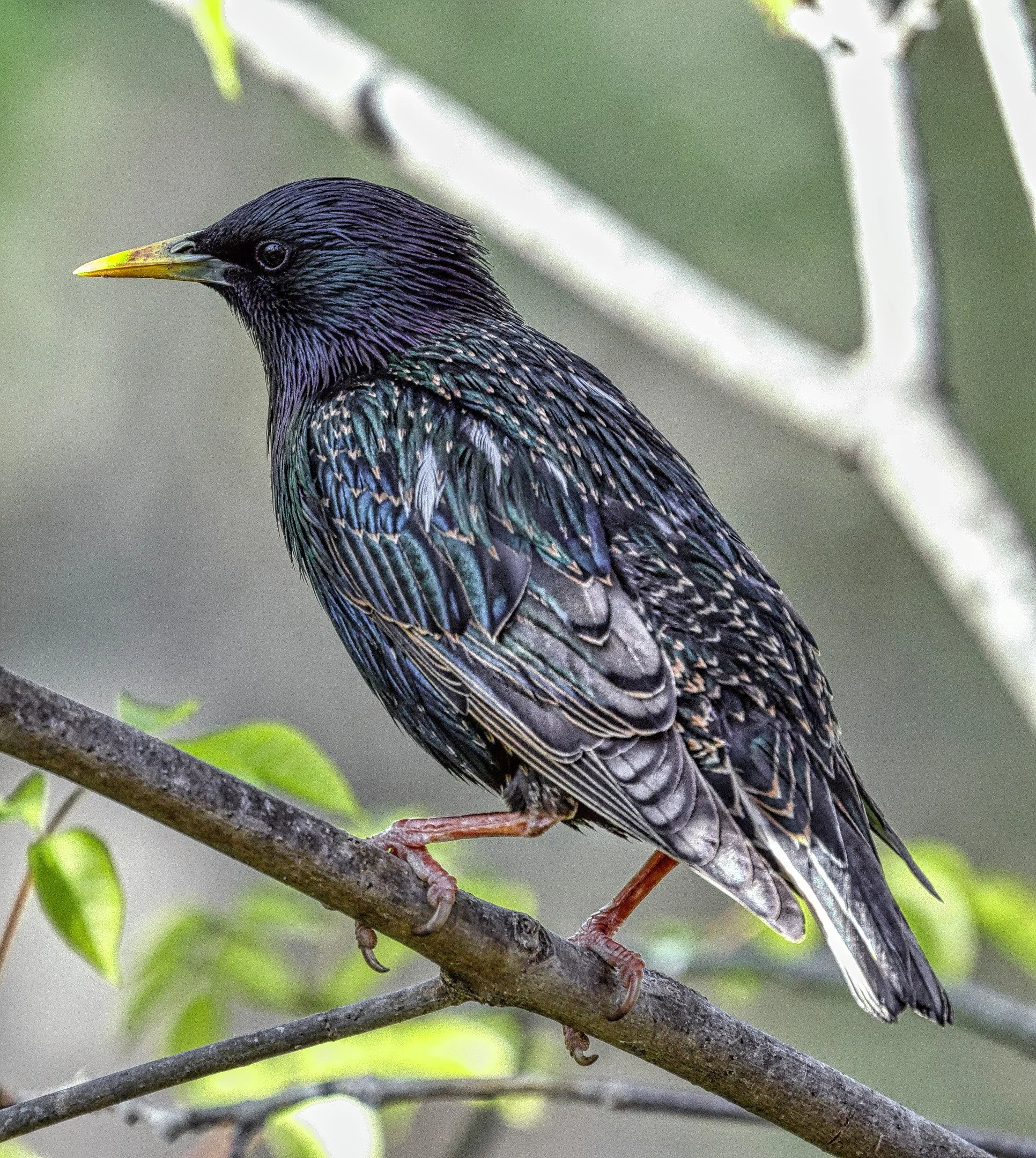 N | Darling Starling | Larry Howard | Score: 21