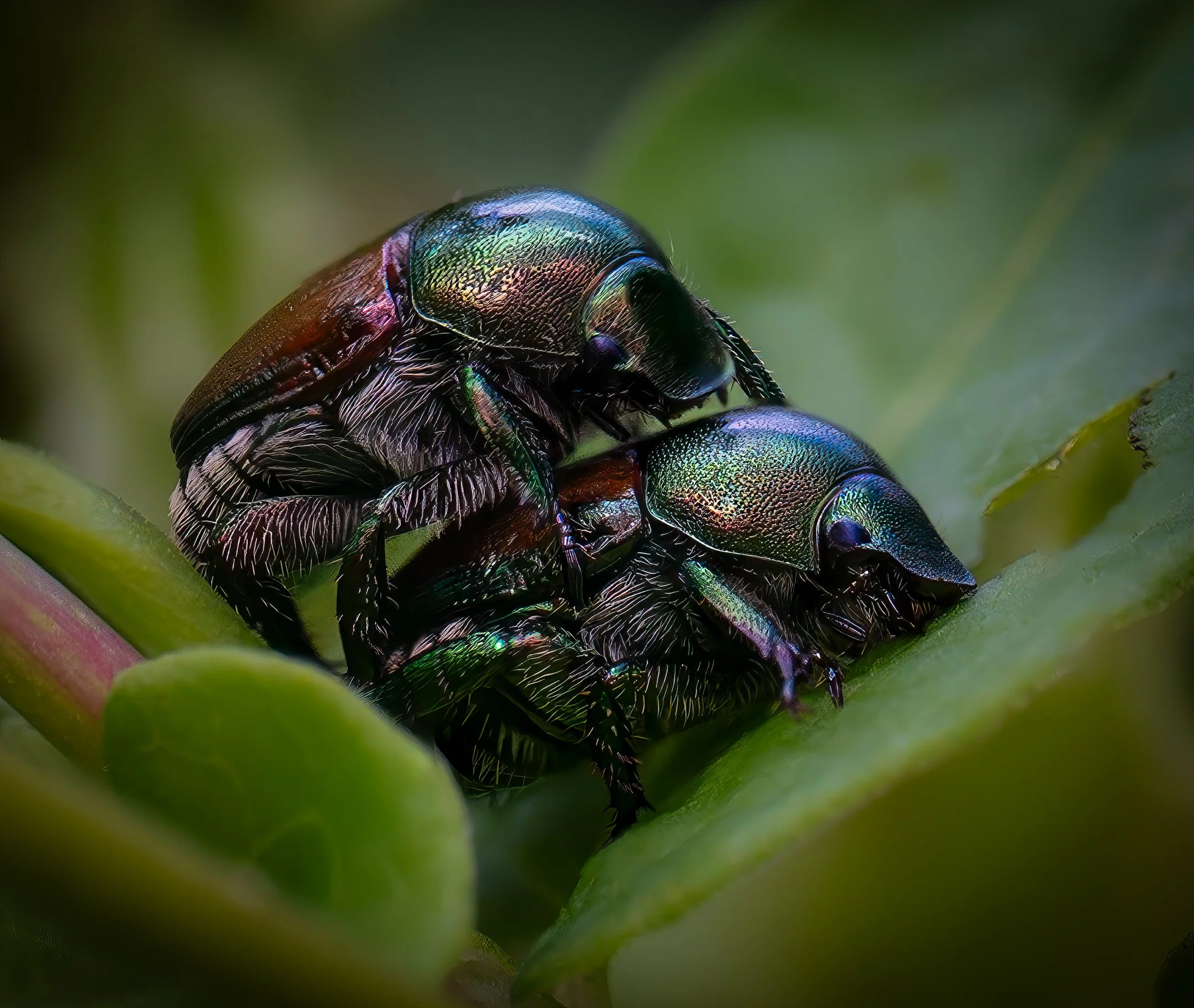 A | Japanese Beatles | Gary Kirfman | Score: 14