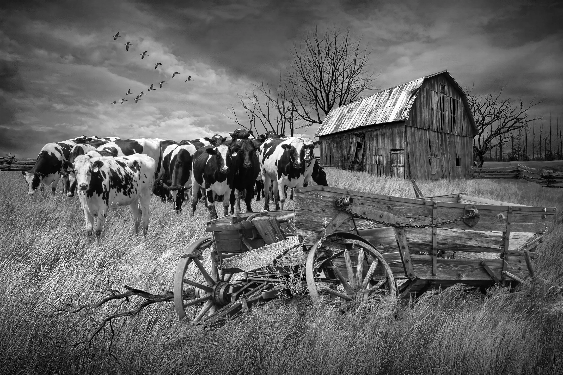 M | Cattle In Rural Farm Scene | Randy Nyhof | Score: 19