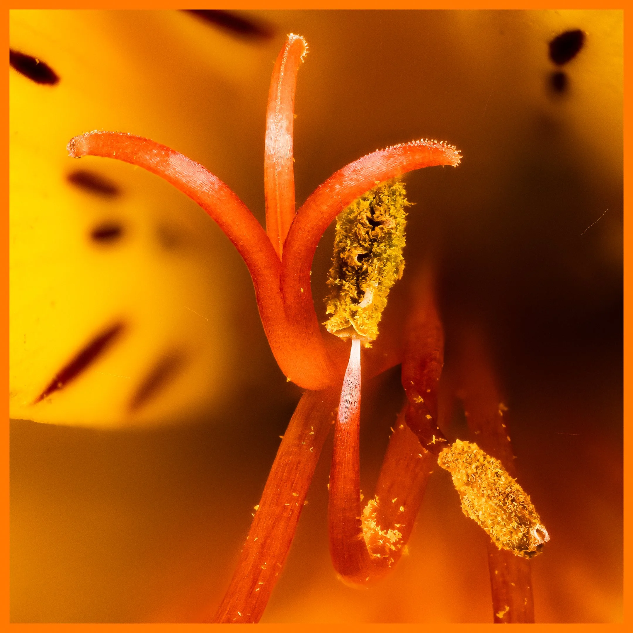 A | Pistils And Stamen | Ron DeHaan | Score: 19