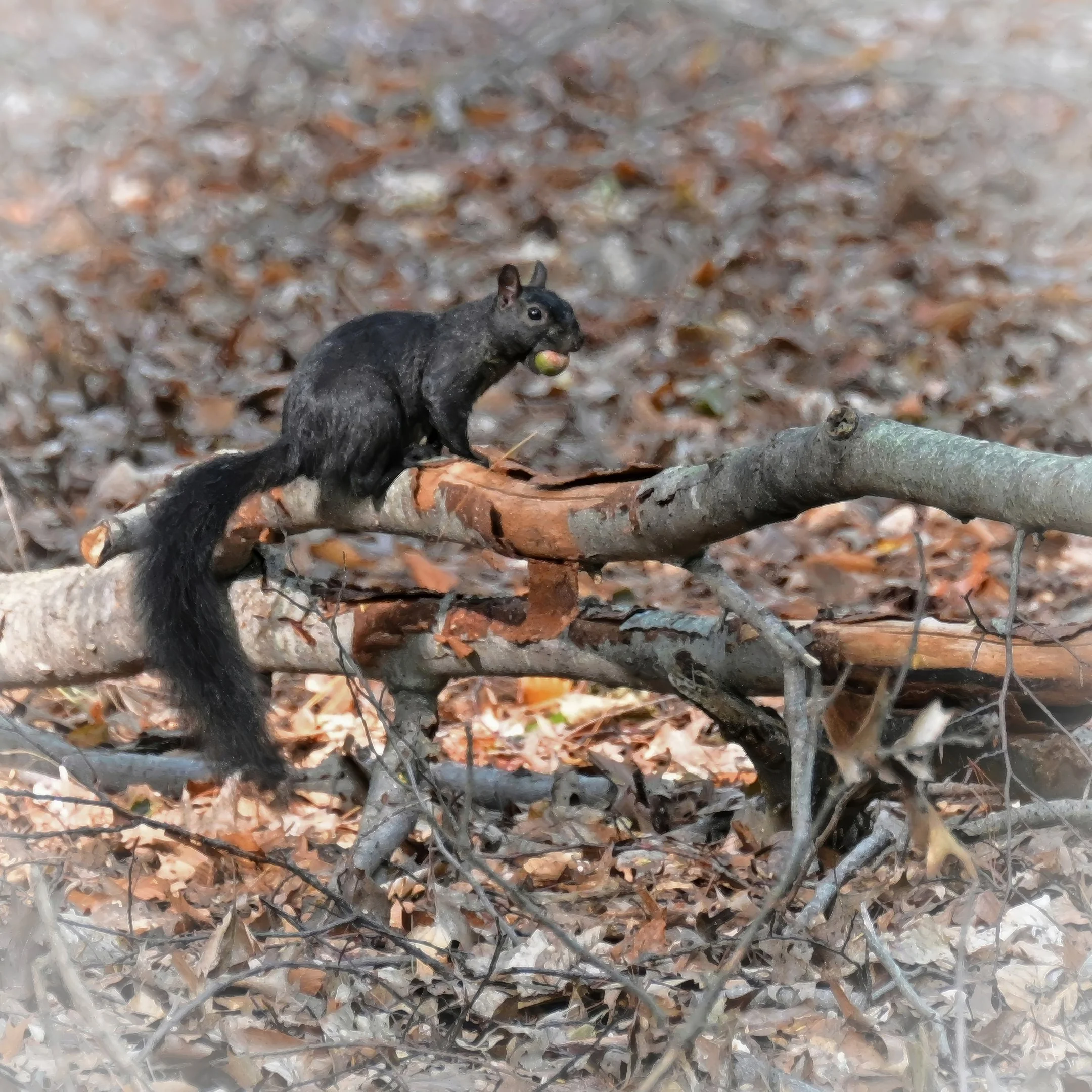 N | Ninja Nutcracker | Richard Coombs | Score: 10