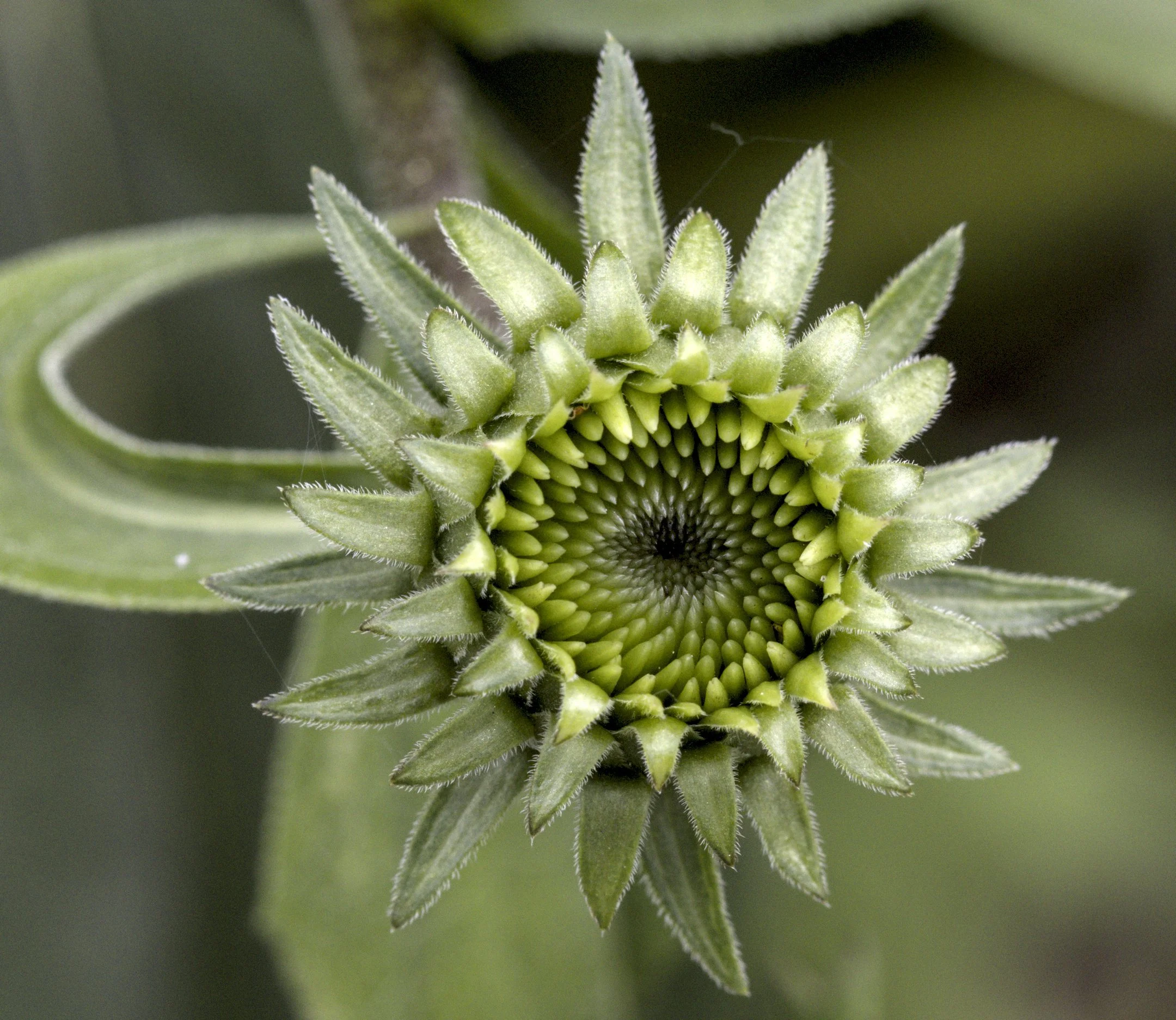 A | Budding 1 | Virginia McClellan | Score: 17