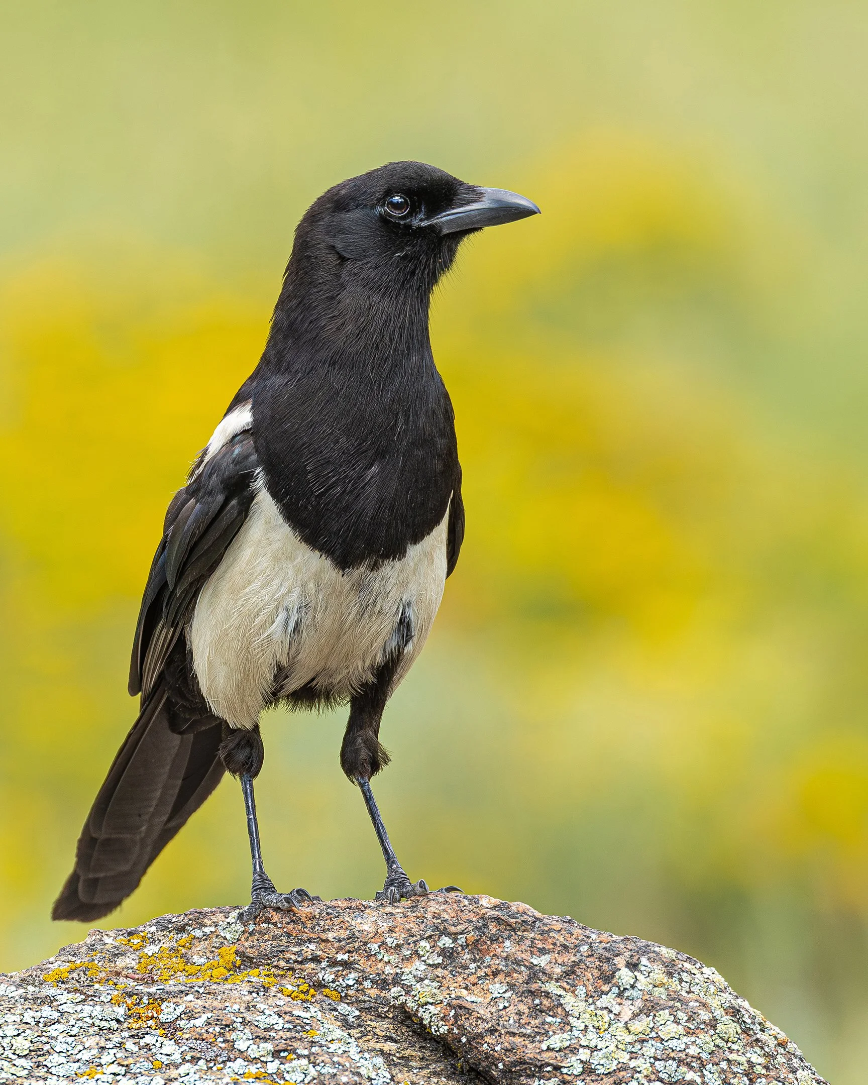 N | Black-billed Magpie | Jack Eichner | Score: 21