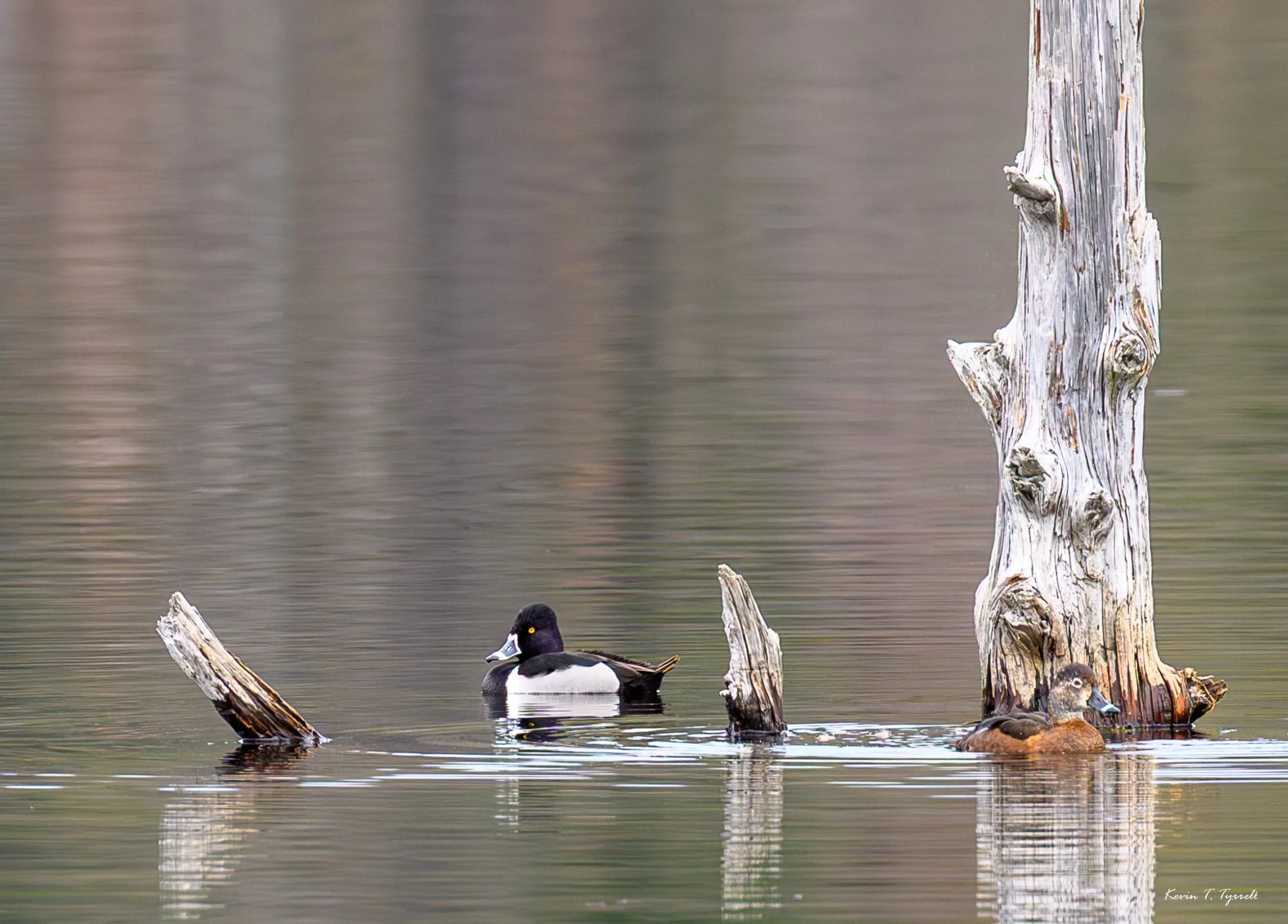 A | Two Ducks | Kevin Tyrrell | Score: 17