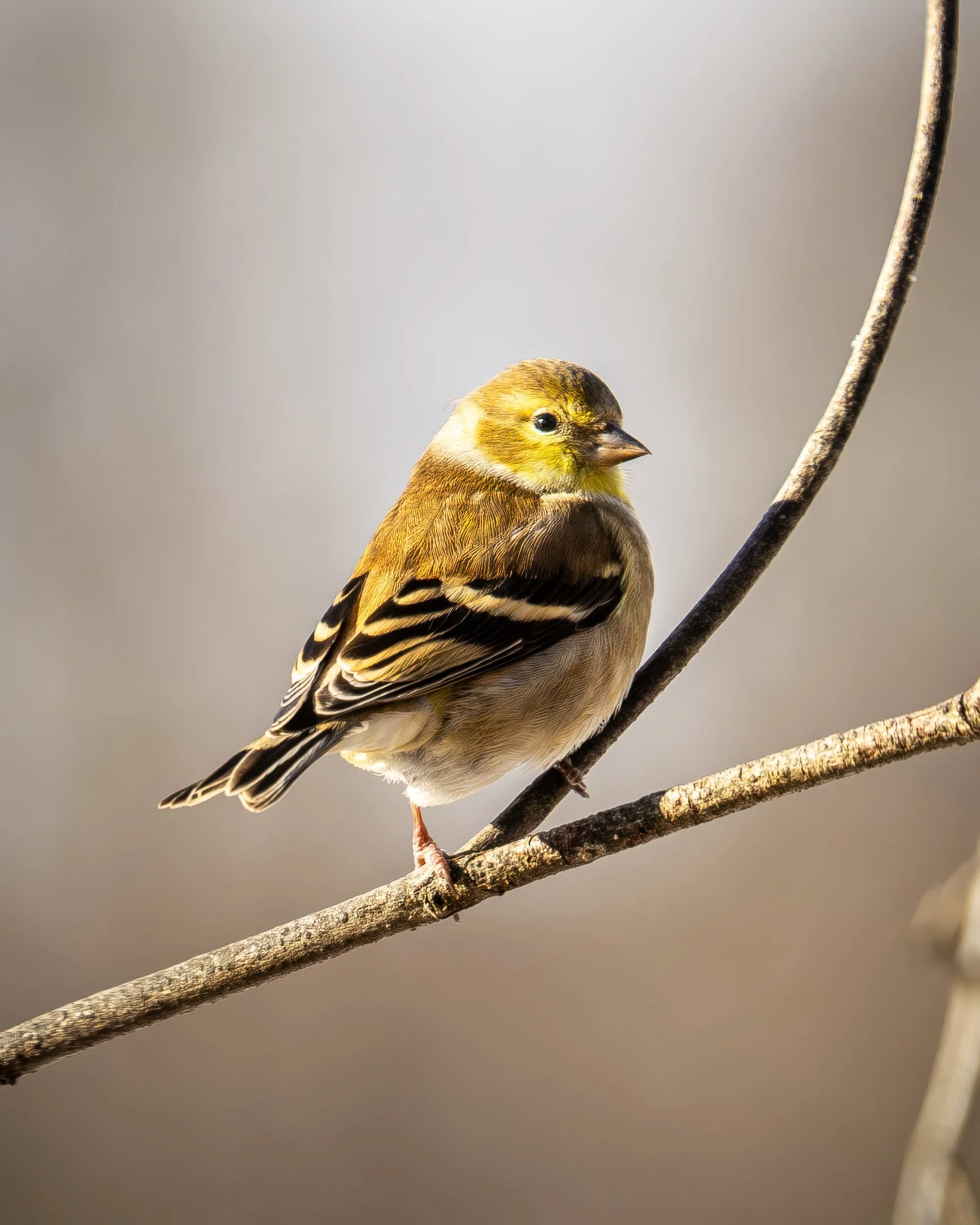 N | Goldfinch | Ruth Thornton | Score: 22