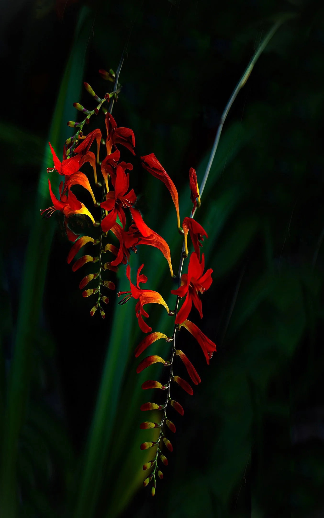 N | Crocosmia | Nancy Patterson | Score: 21