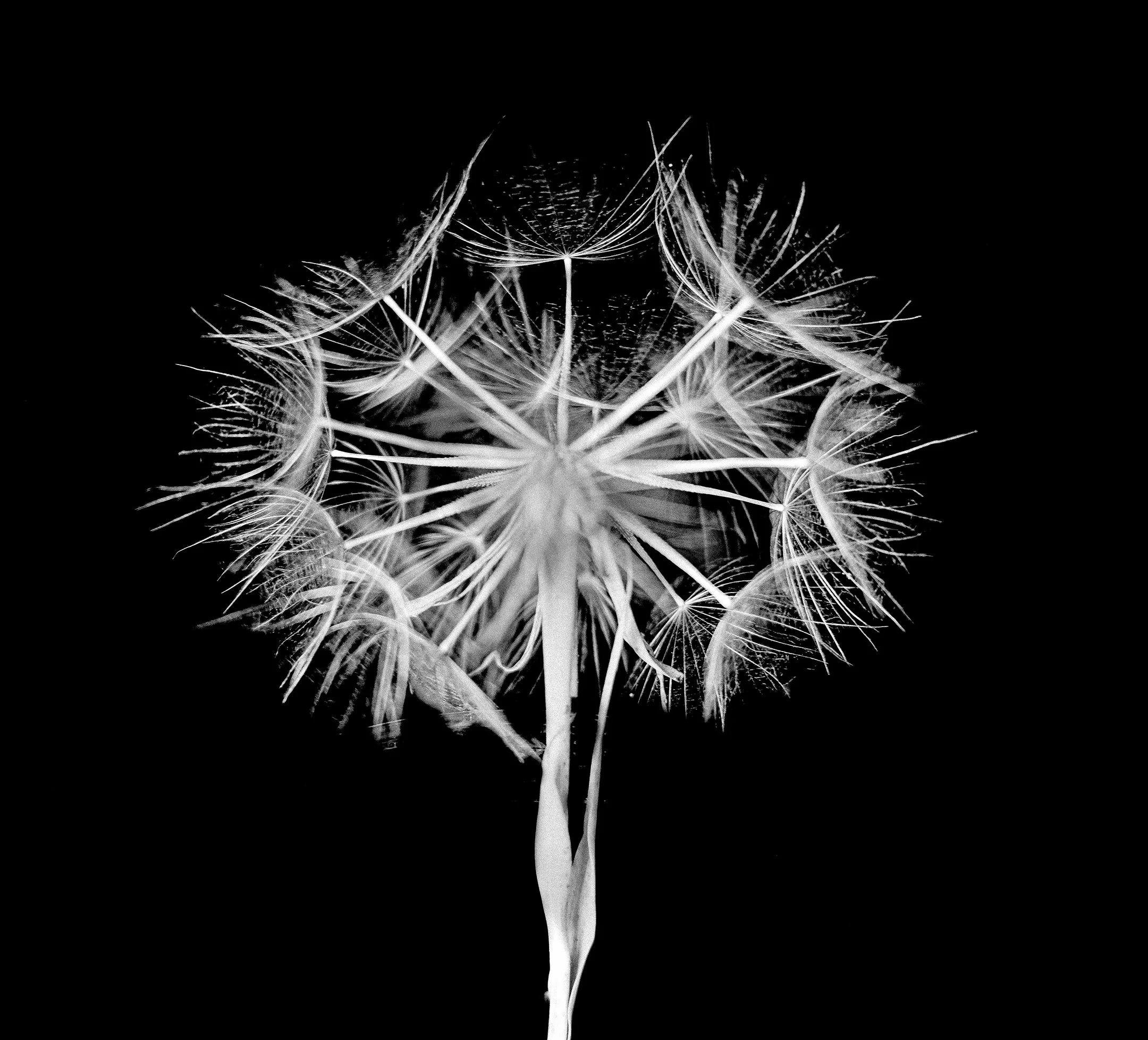 M | Oyster Plant Fluff | Nancy Patterson | Score: 19