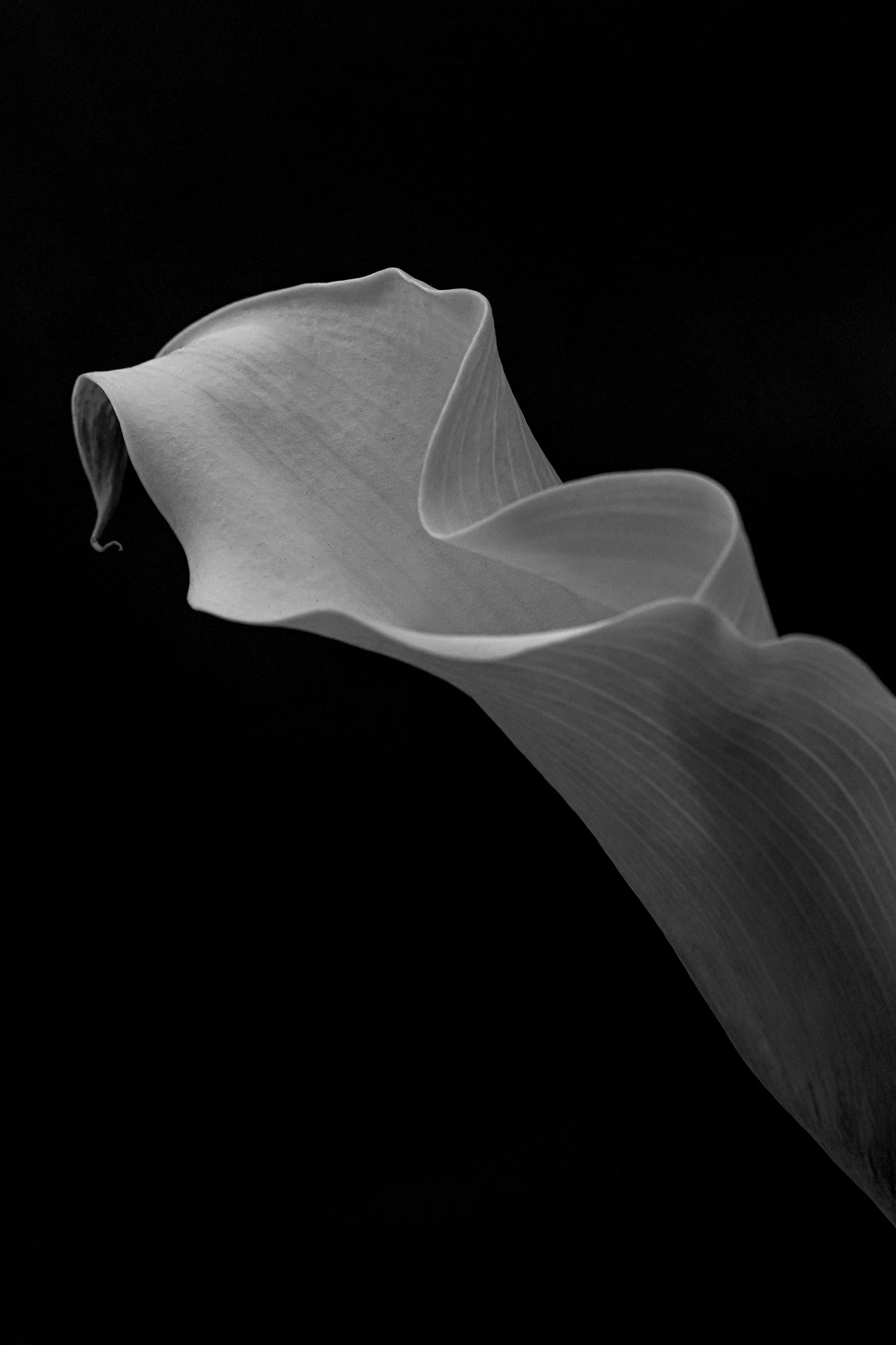 M | White Calla | Nancy Patterson | Score: 18