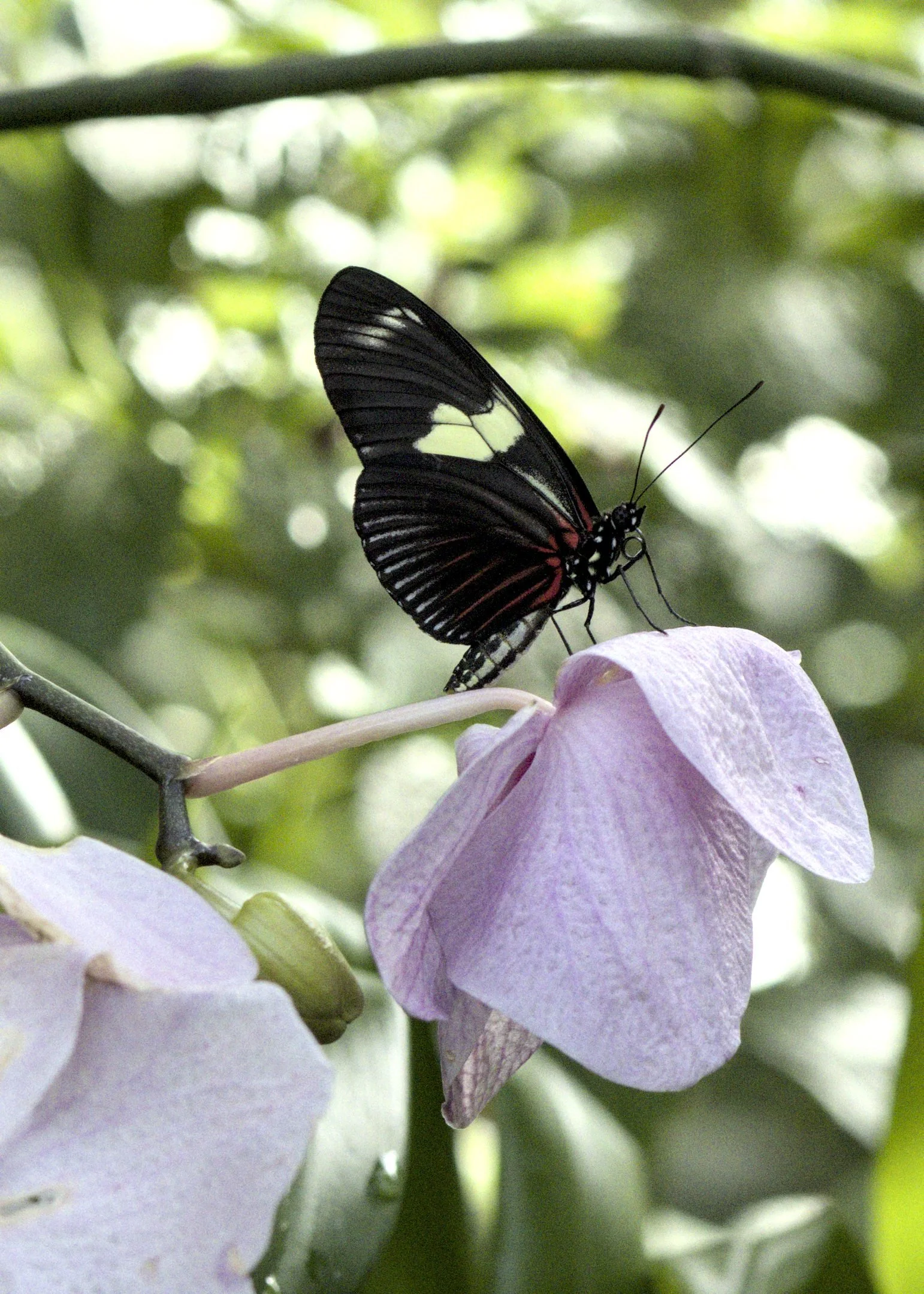 N | Bfly 26-2 | Virginia McClellan | Score: 12