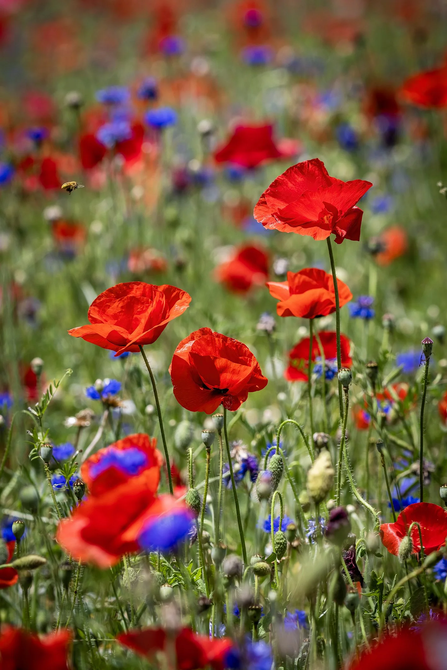 A | Bee Approaching Poppies | Shealyn McGee-Sarns | Score: 20