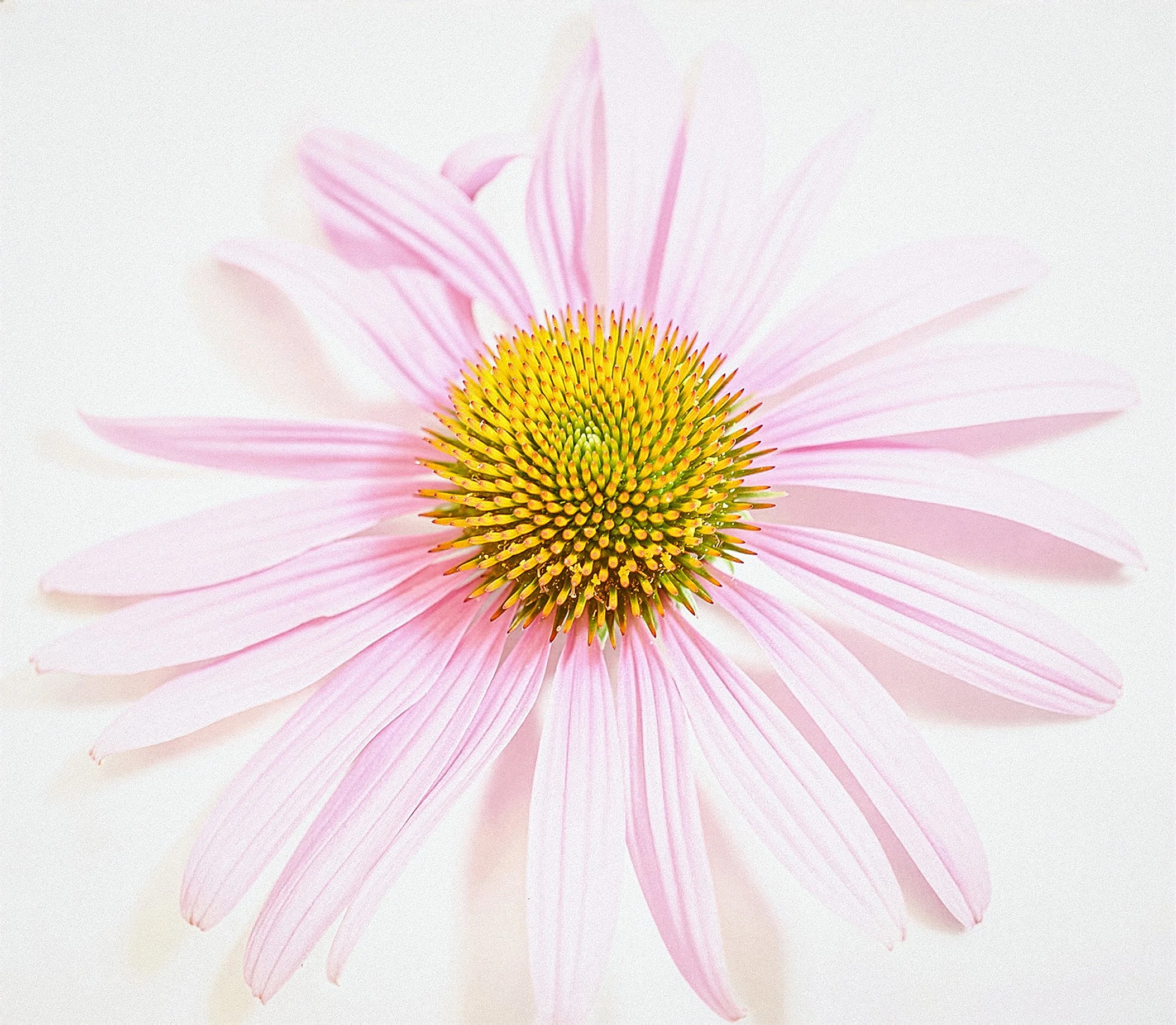 A | Fibonacci | Nancy Patterson | Score: 21