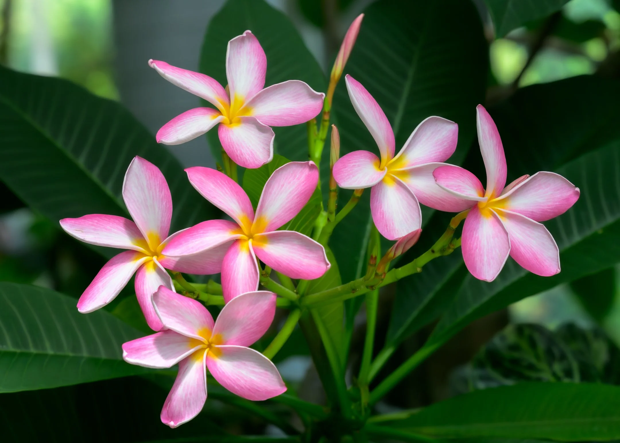 A | Templetree Flowers | Kevin Tyrrell | Score: 20
