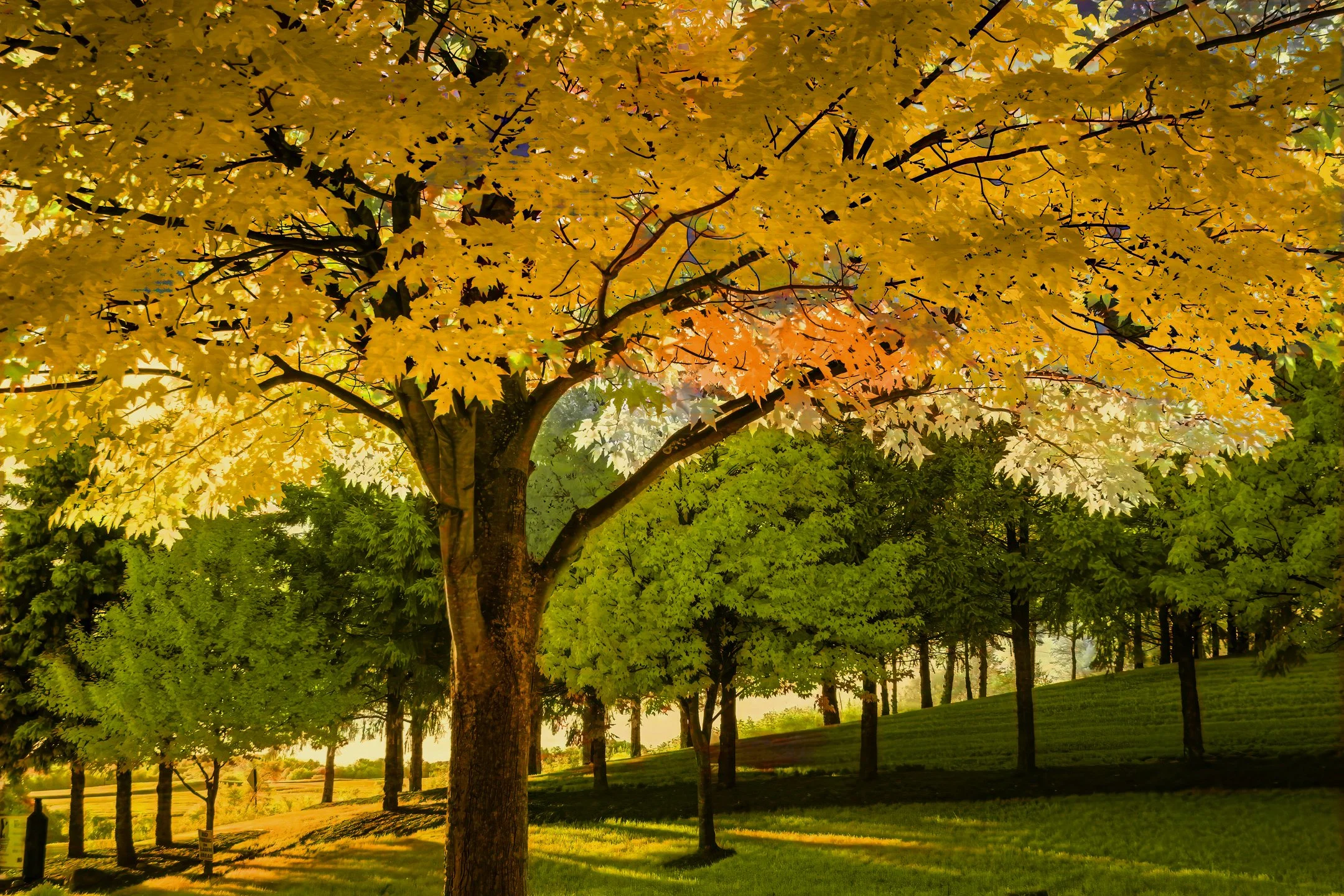 S | Autumn Tree Rows | Randy Nyhof | Score: 20