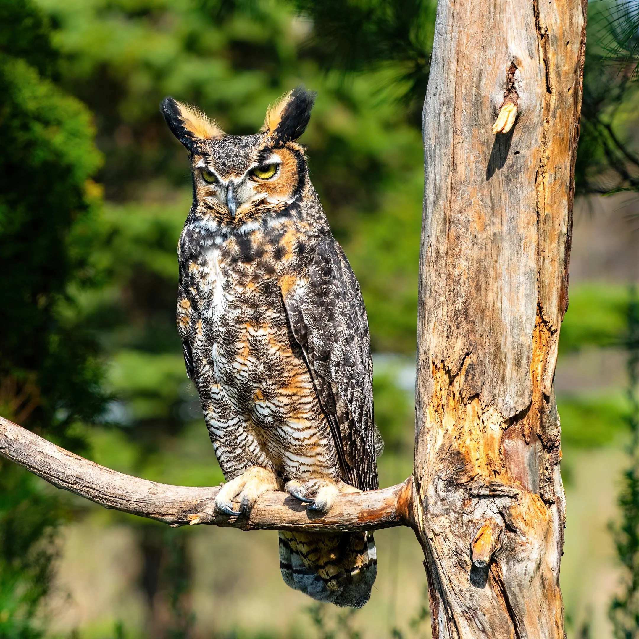 N | Nocturnal Hunter | Mike Bergeon | Score: 13