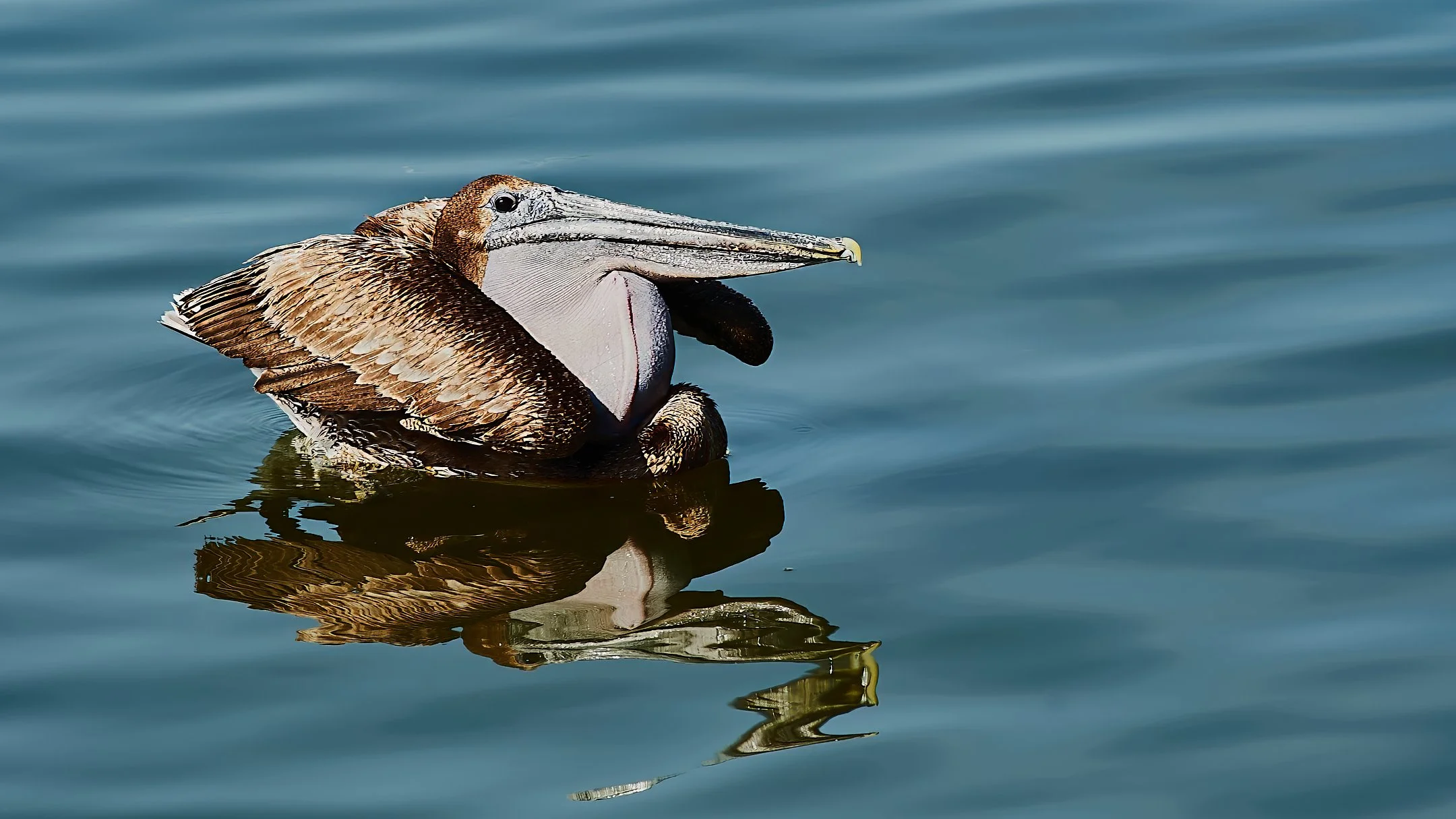 O | Pelican With It's Catch | James Zeman | Score: 12