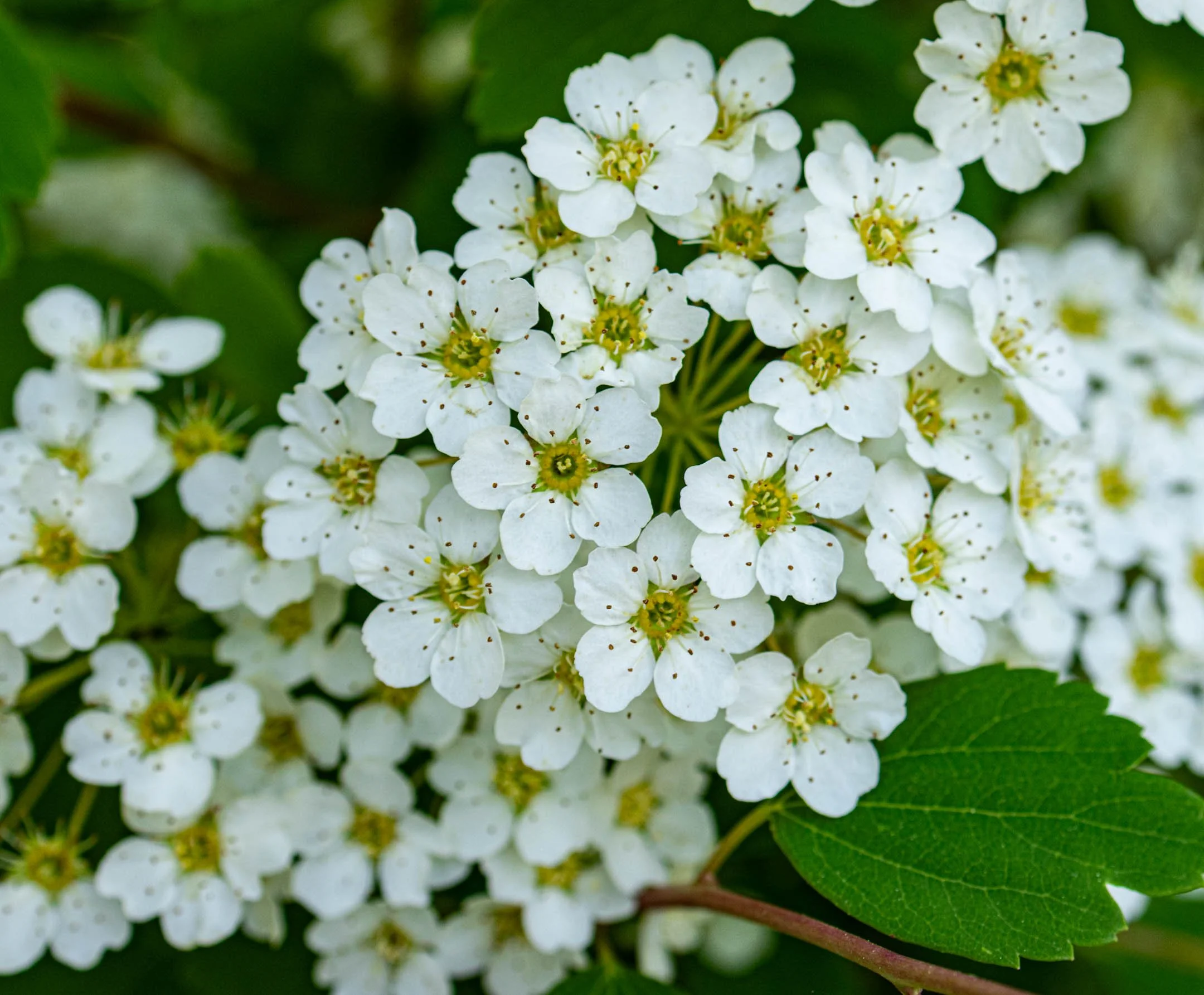 A | White Floral Study | Sandy Freed | Score: 16