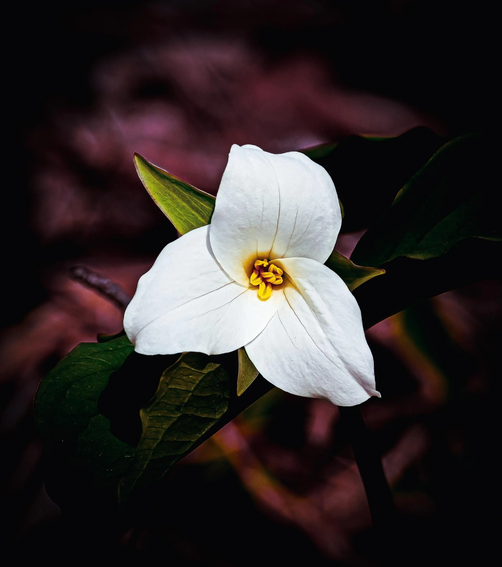 N | Trillium Spring | Mike Bergeon | Score: 19