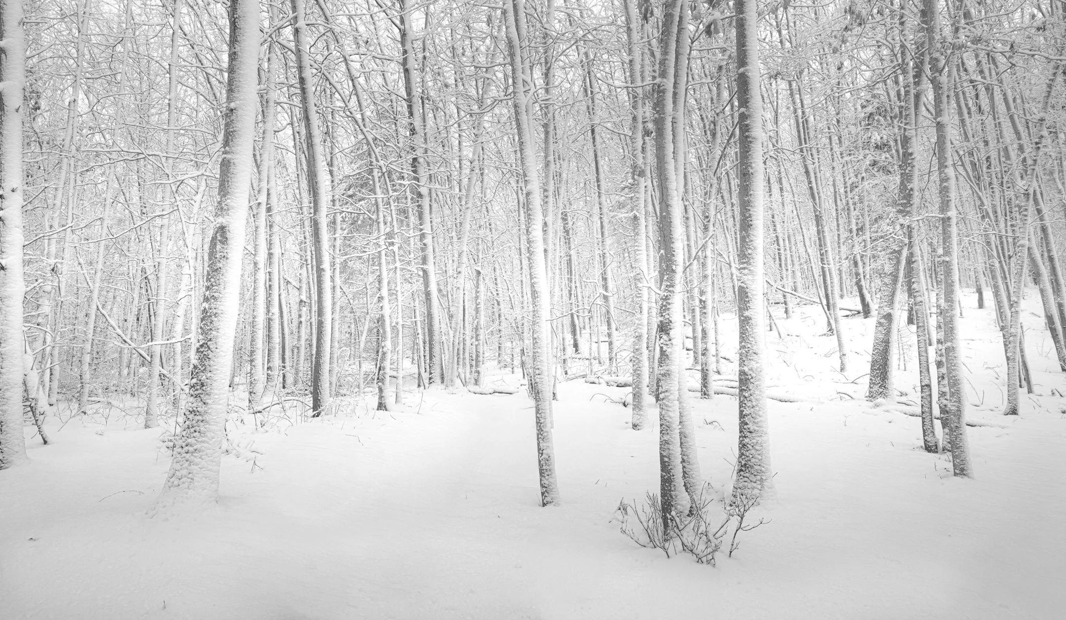 S | January Snowfall | Gary Kirfman | Score: 18